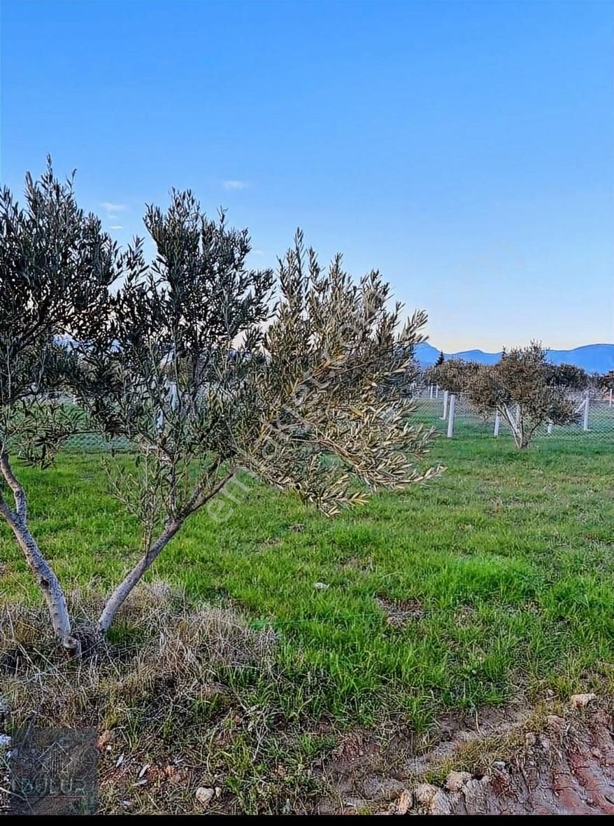 Oğlananası Menderes Çoban Et Yakını Bahçe - Görsel 2