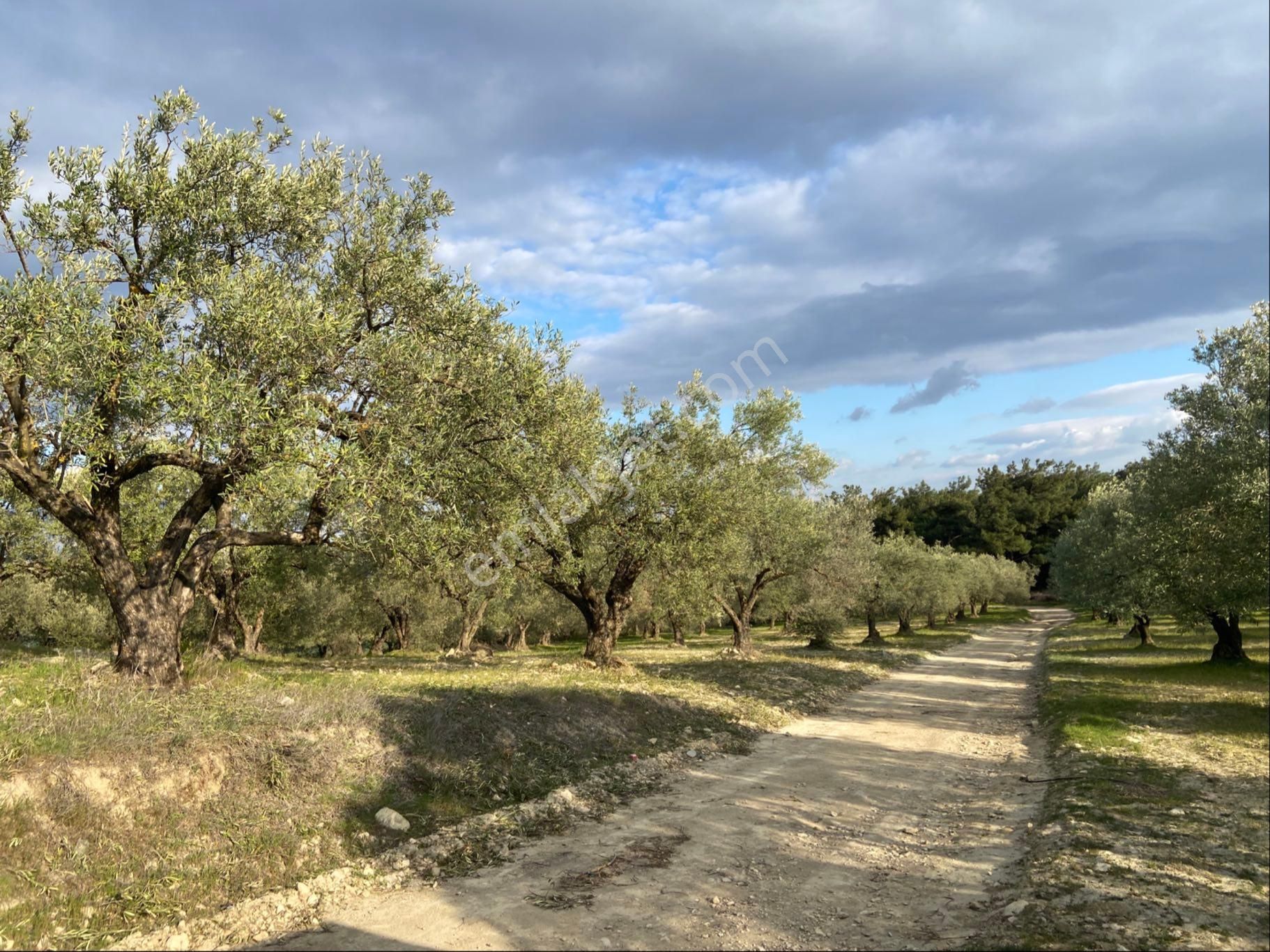 Akhisar Hamidiye Satılık Zeytinlik Hamidiyede Kadastral Yolu Olan Satılık Köşe 2900m2 Zeytinlik