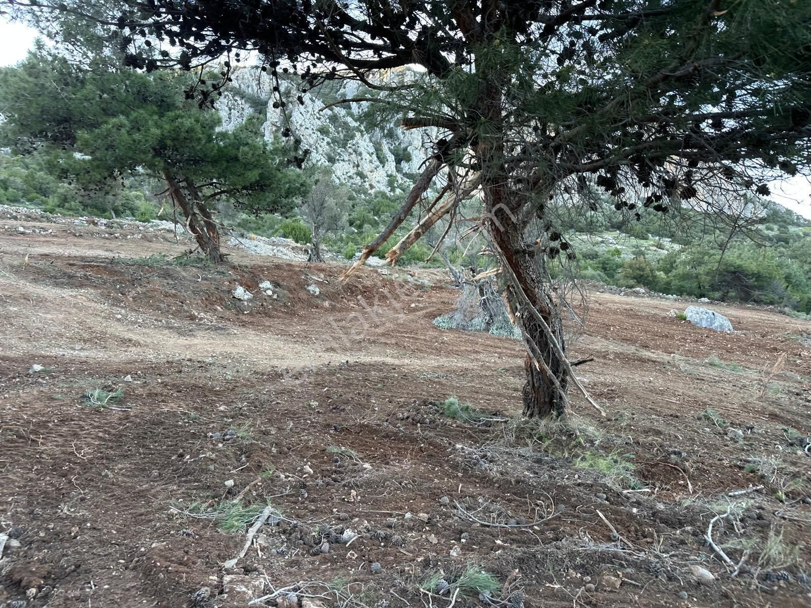 Mor Çiçek Emlak Karaburun Mordoğanda Deniz Manzaralı Tarla - Görsel 9