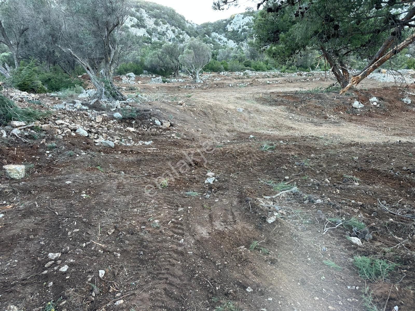 Mor Çiçek Emlak Karaburun Mordoğanda Deniz Manzaralı Tarla - Görsel 6