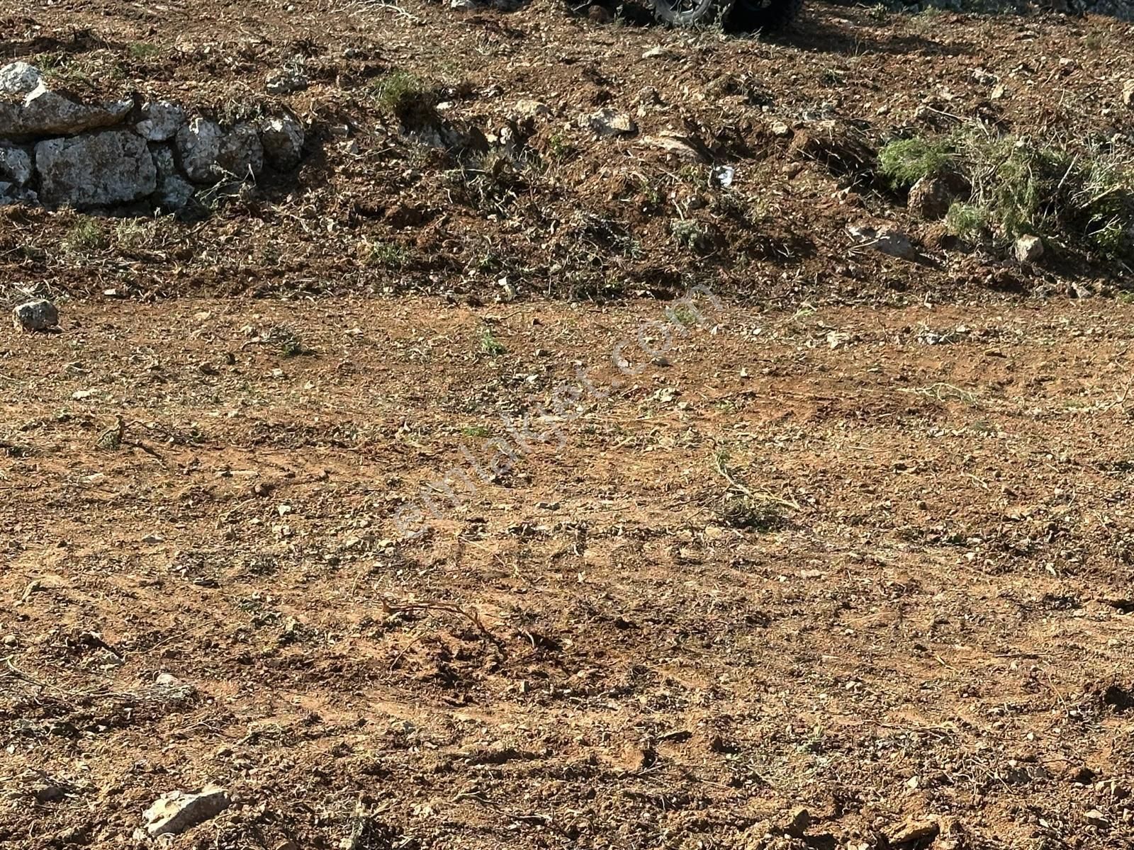 Mor Çiçek Emlak Karaburun Mordoğanda Deniz Manzaralı Tarla - Görsel 2