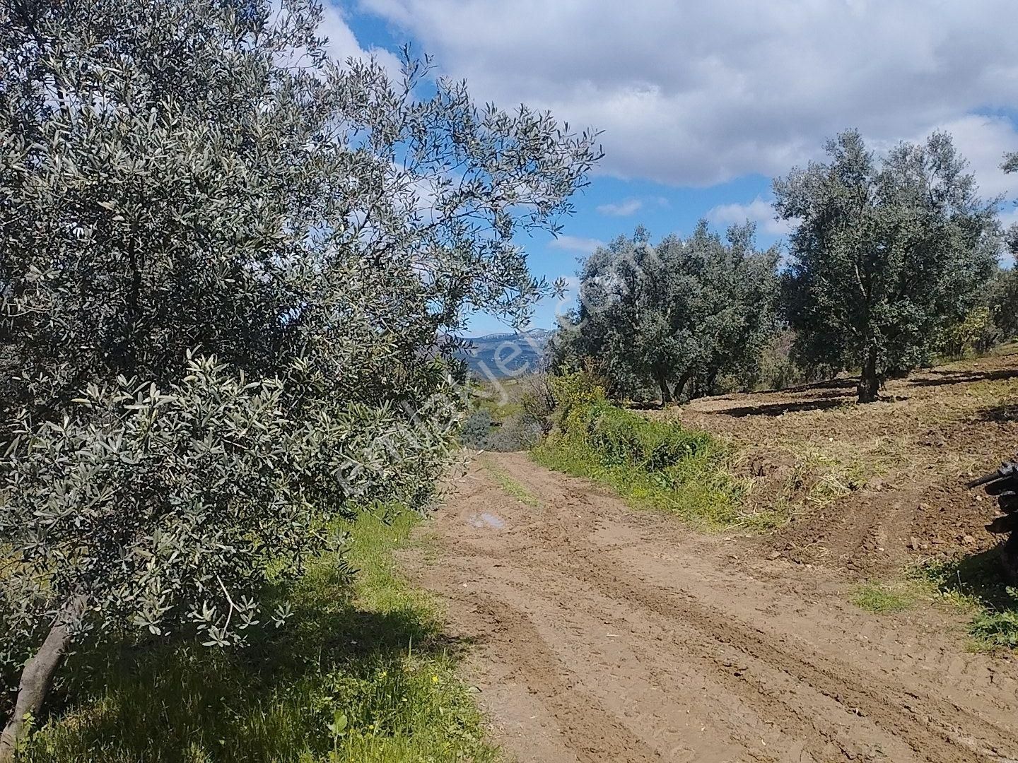 İznik Aydinlar Köyünde Süper Göl Manzaralı Zeytinlik Satılık - Görsel 17