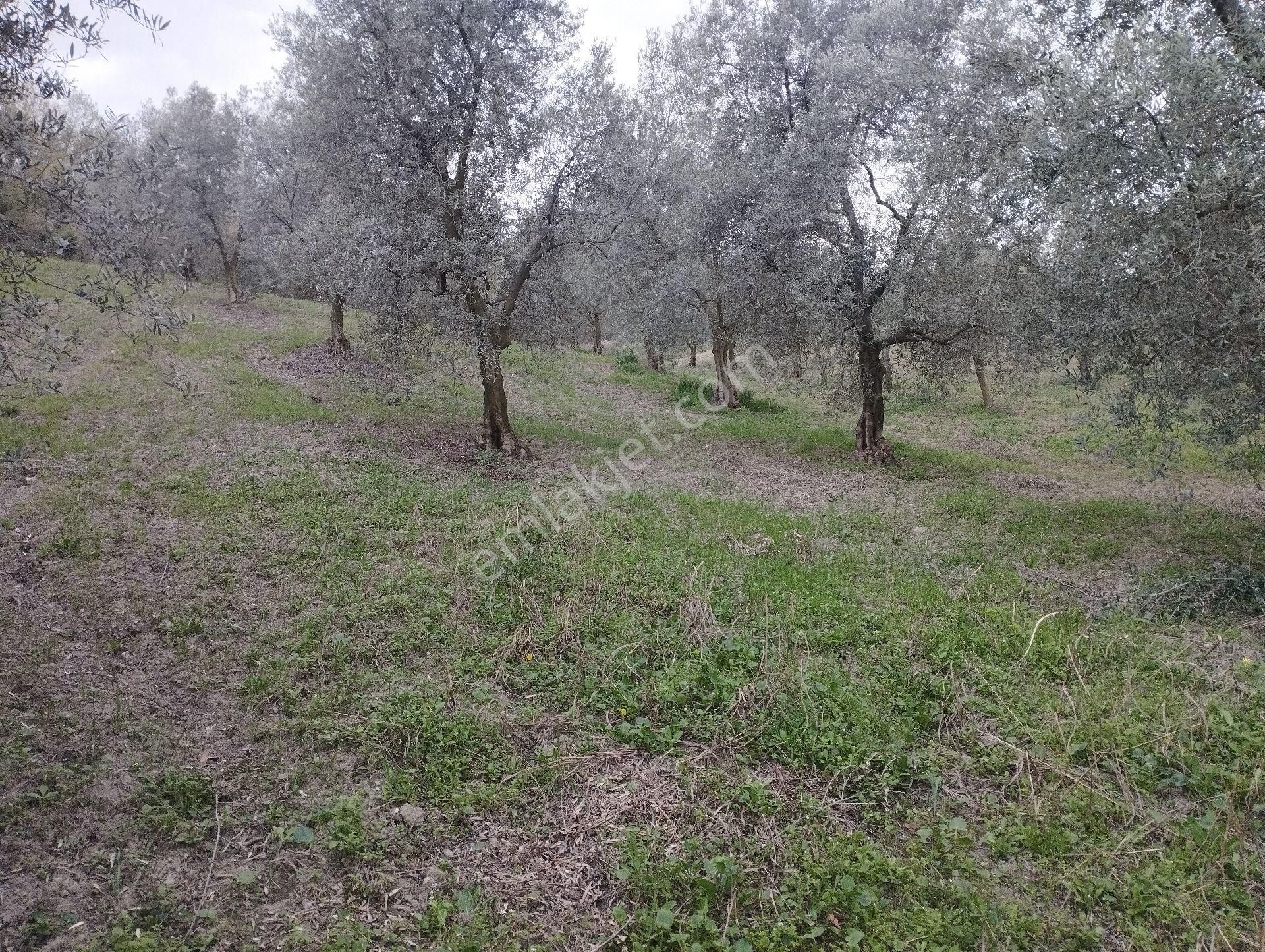 İznik Aydinlar Köyünde Süper Göl Manzaralı Zeytinlik Satılık - Görsel 7