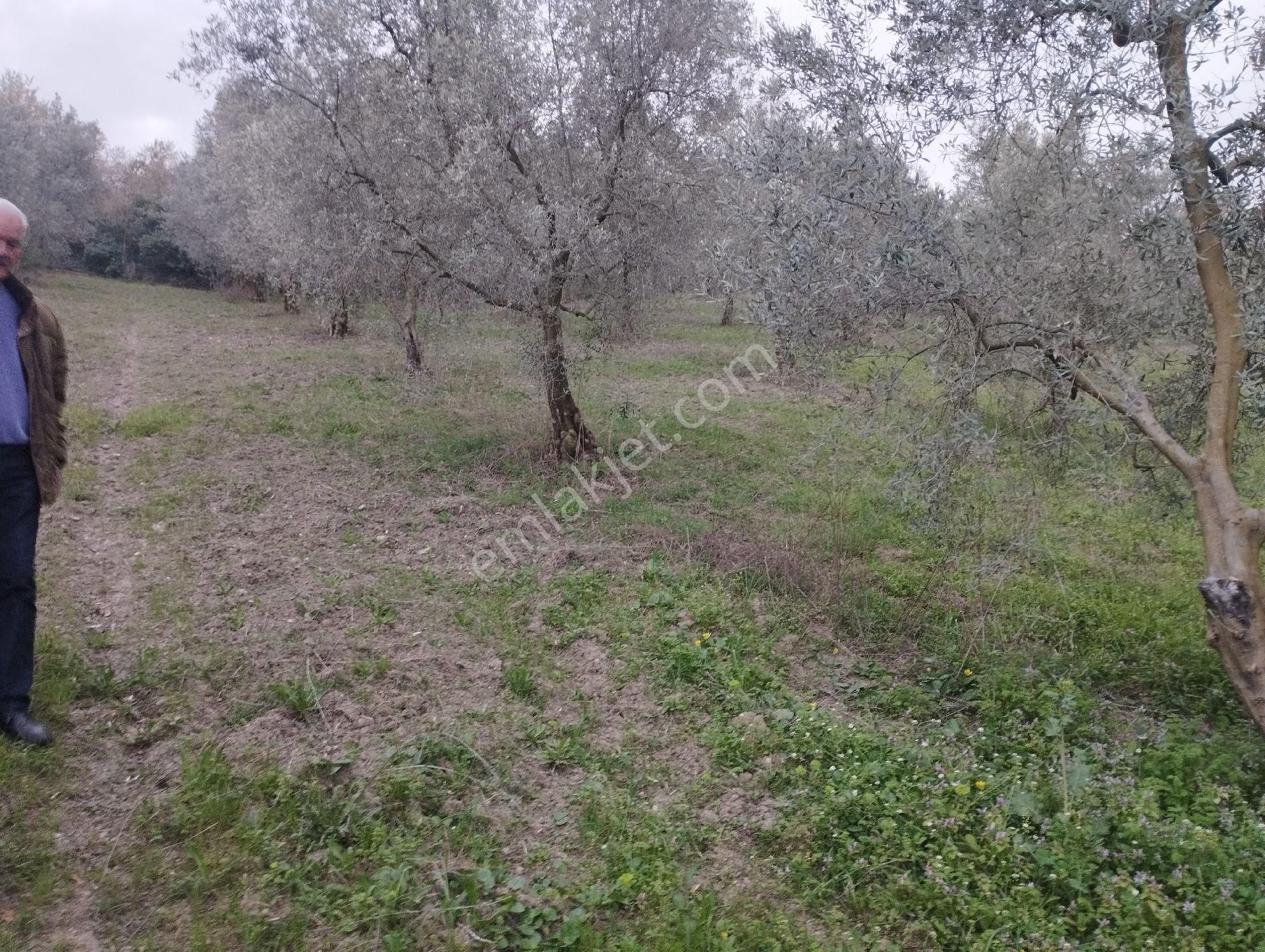 İznik Aydinlar Köyünde Süper Göl Manzaralı Zeytinlik Satılık - Görsel 10