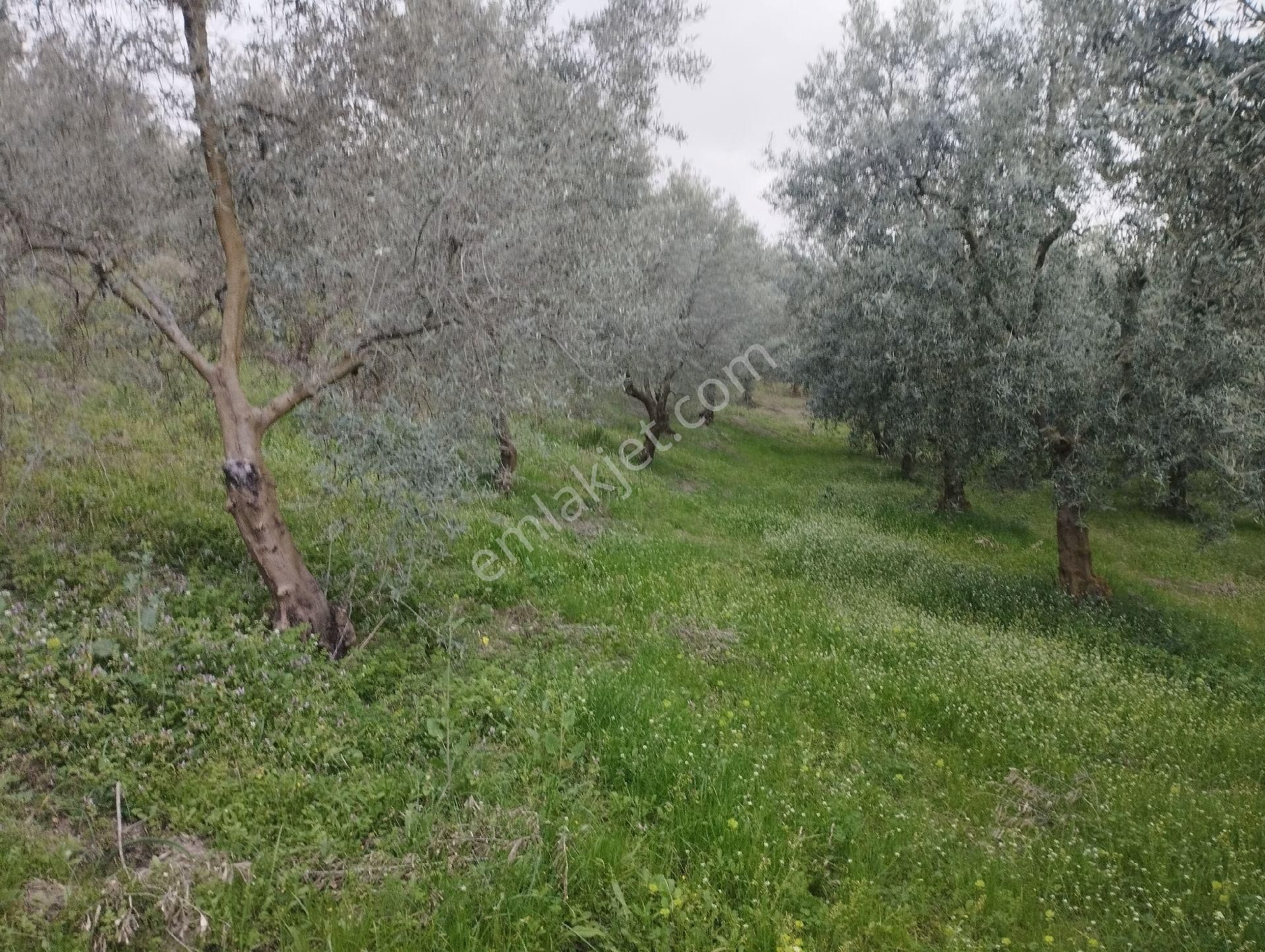 İznik Aydinlar Köyünde Süper Göl Manzaralı Zeytinlik Satılık - Görsel 18