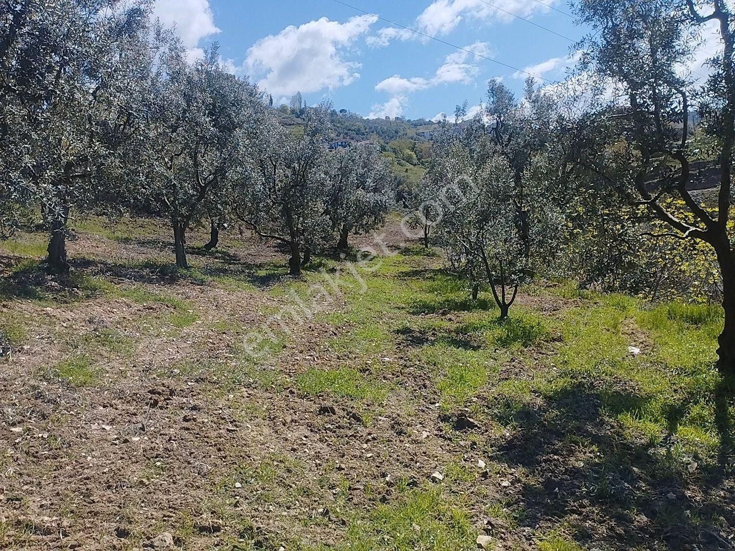 İznik Aydinlar Köyünde Süper Göl Manzaralı Zeytinlik Satılık - Görsel 14