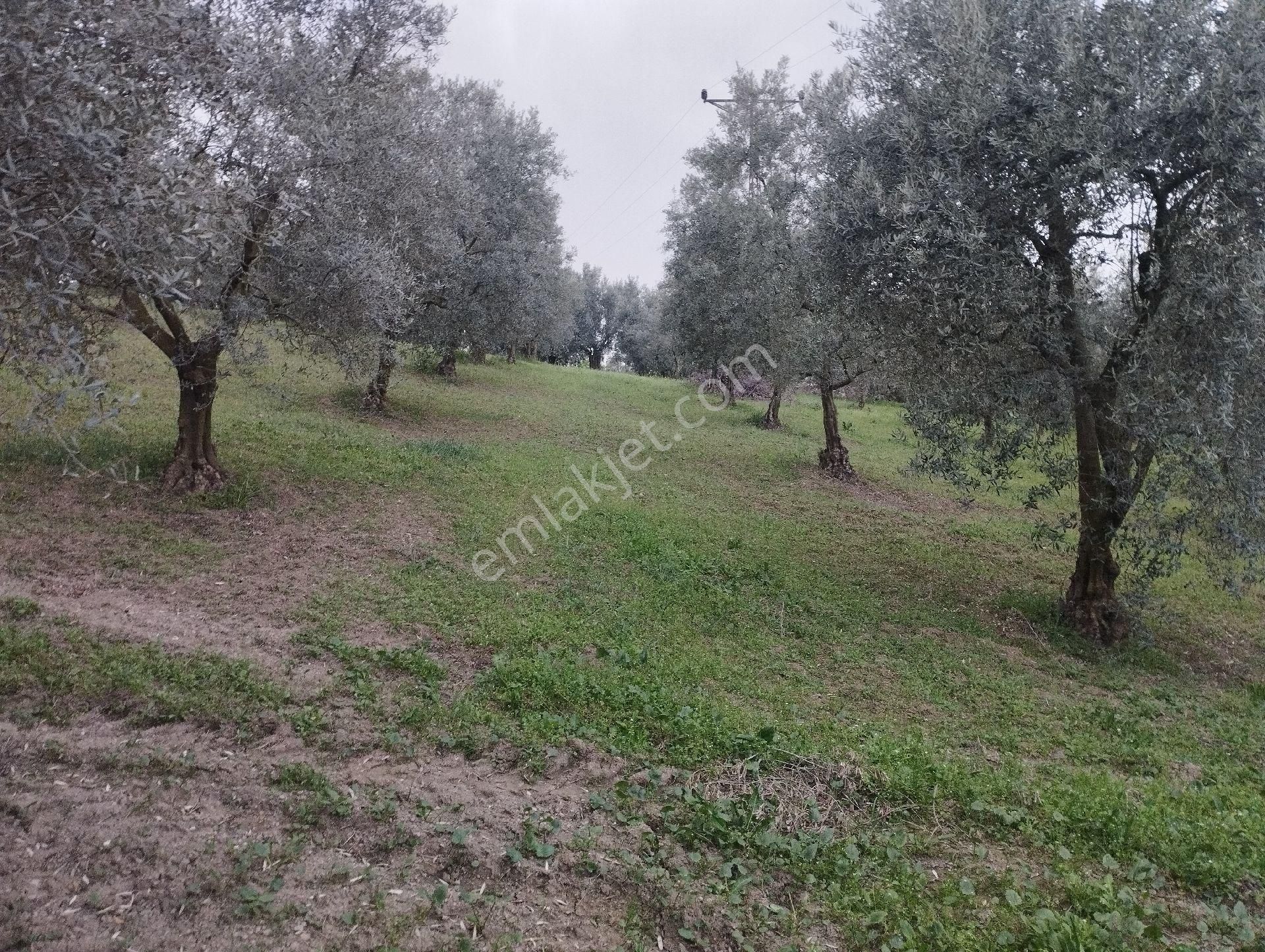 İznik Aydinlar Köyünde Süper Göl Manzaralı Zeytinlik Satılık - Görsel 16