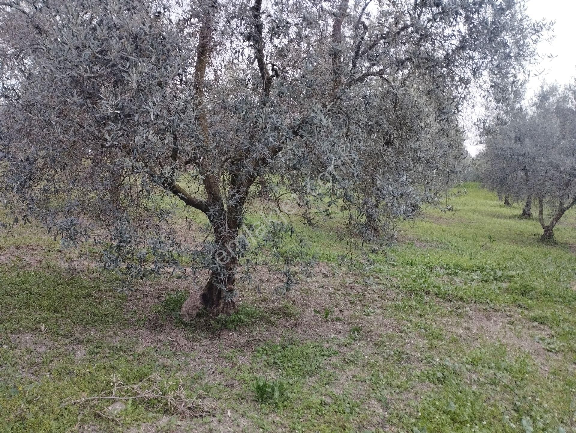 İznik Aydinlar Köyünde Süper Göl Manzaralı Zeytinlik Satılık - Görsel 15
