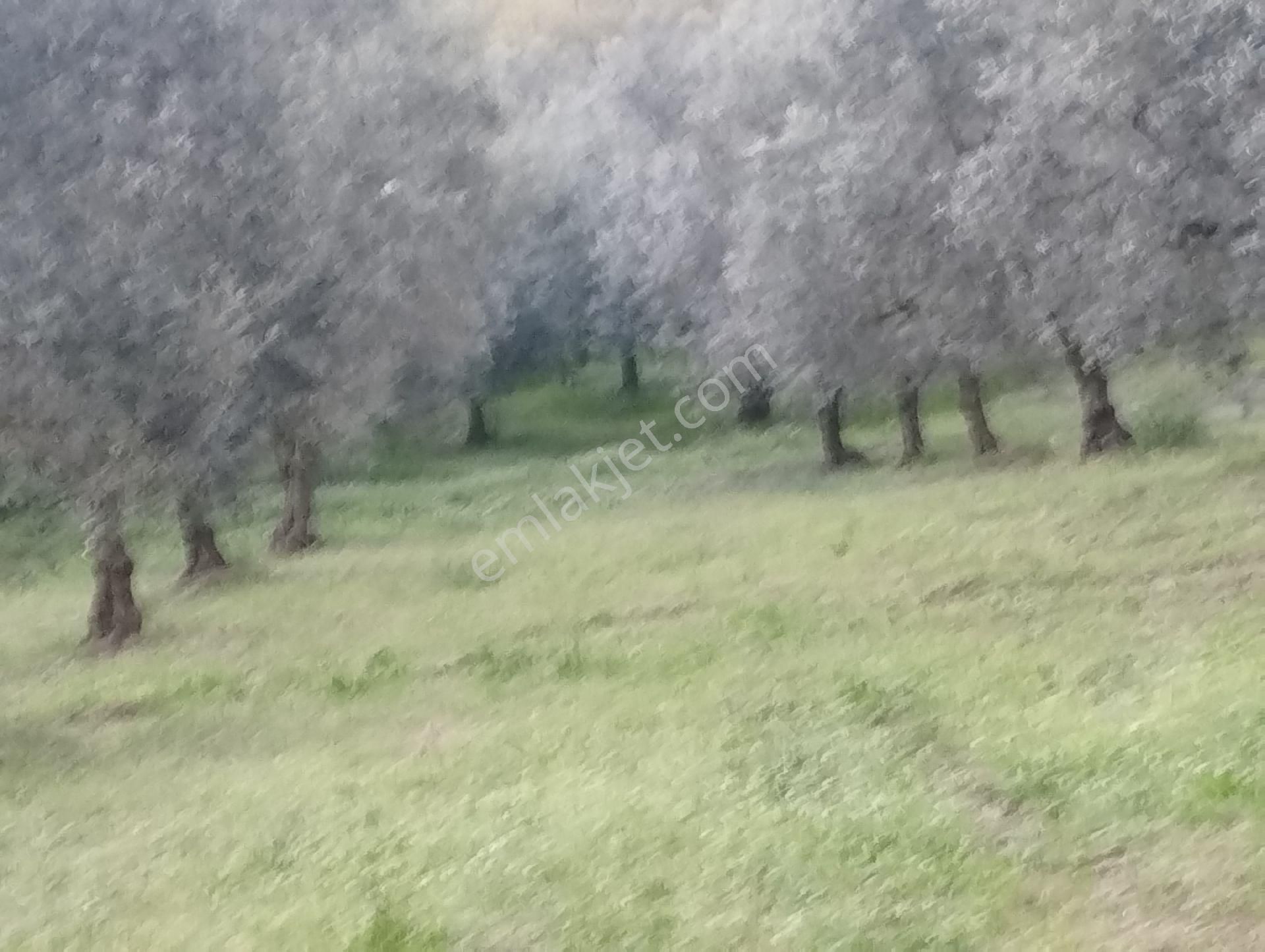 İznik Aydinlar Köyünde Süper Göl Manzaralı Zeytinlik Satılık - Görsel 3