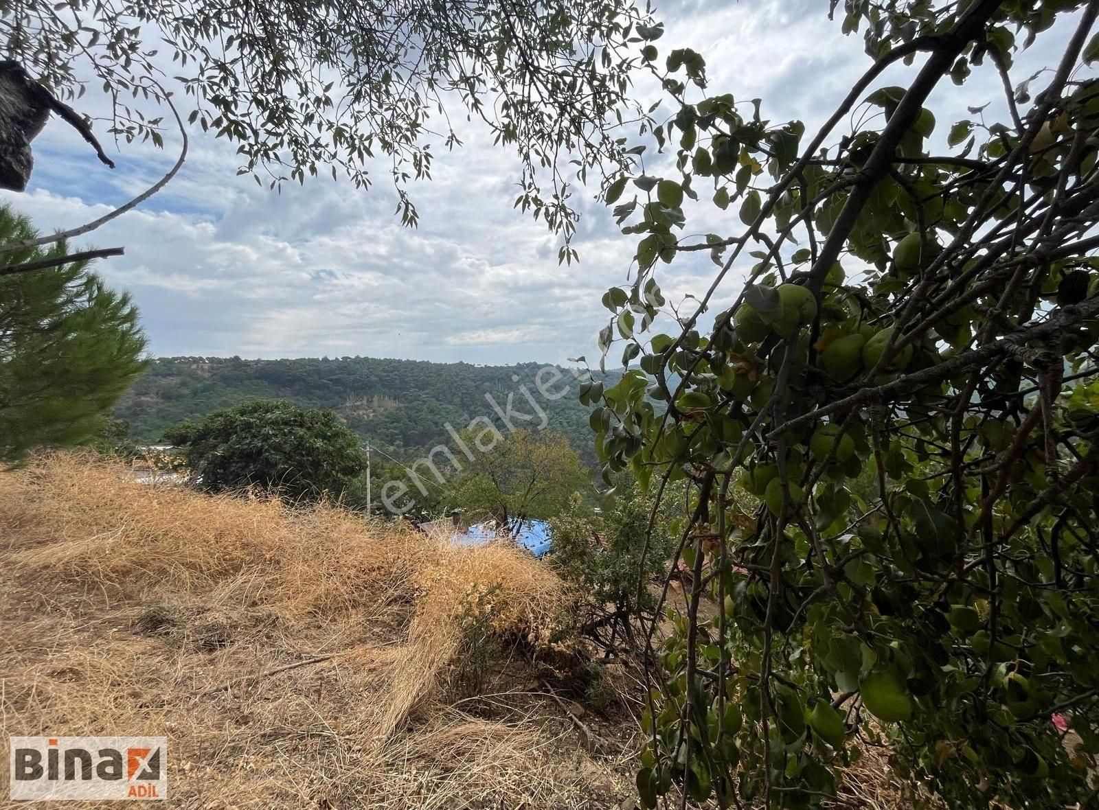 İzmir Bergama Satılık Ticari İmarlı Bergama Hacılar Mahallesinde Satılık İmarlı Bahçe