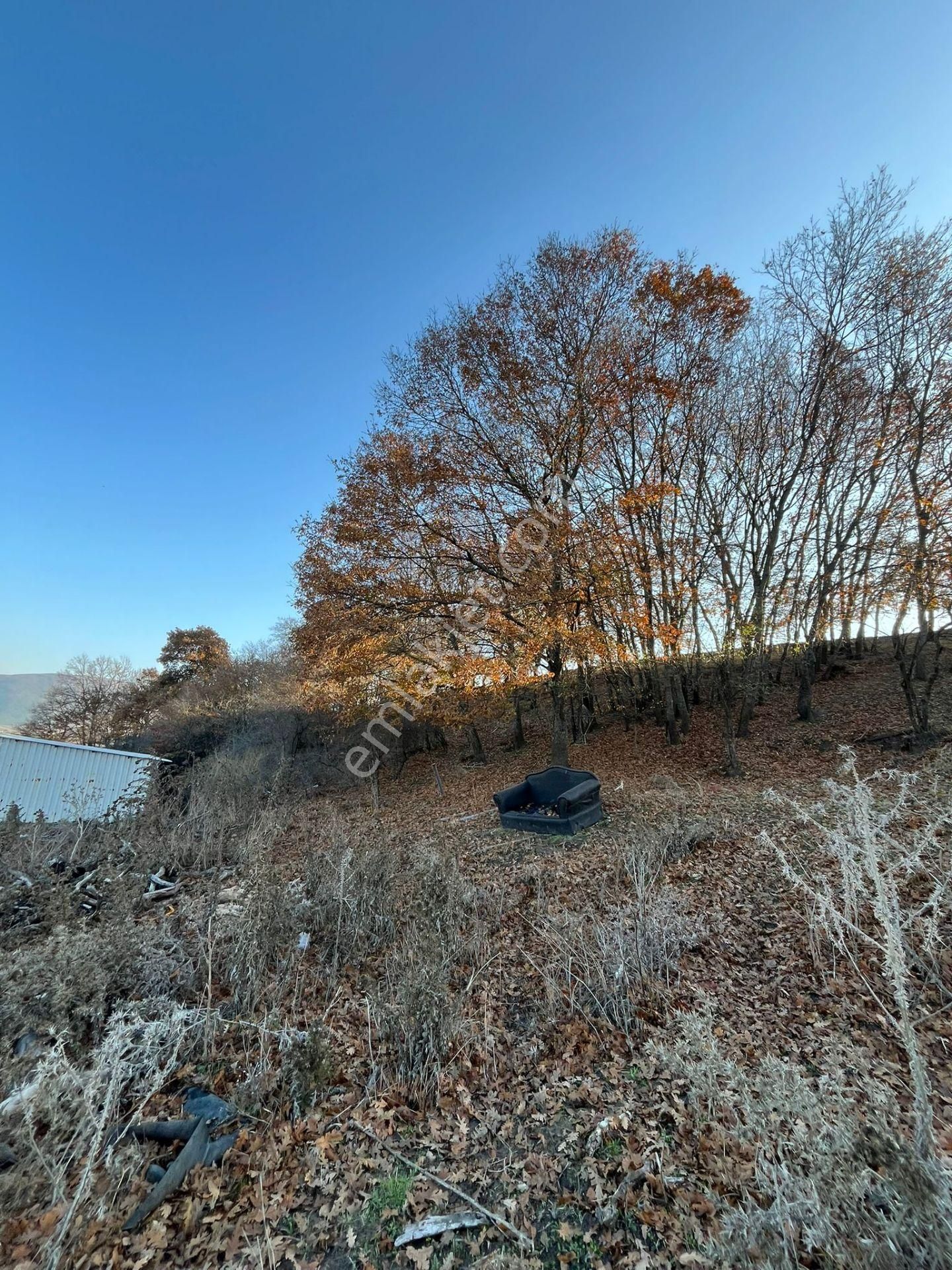 Susurluk Karapürçek Mah. İçeresinde Hazır Çiftlik Ve Bakım Evi - Görsel 13