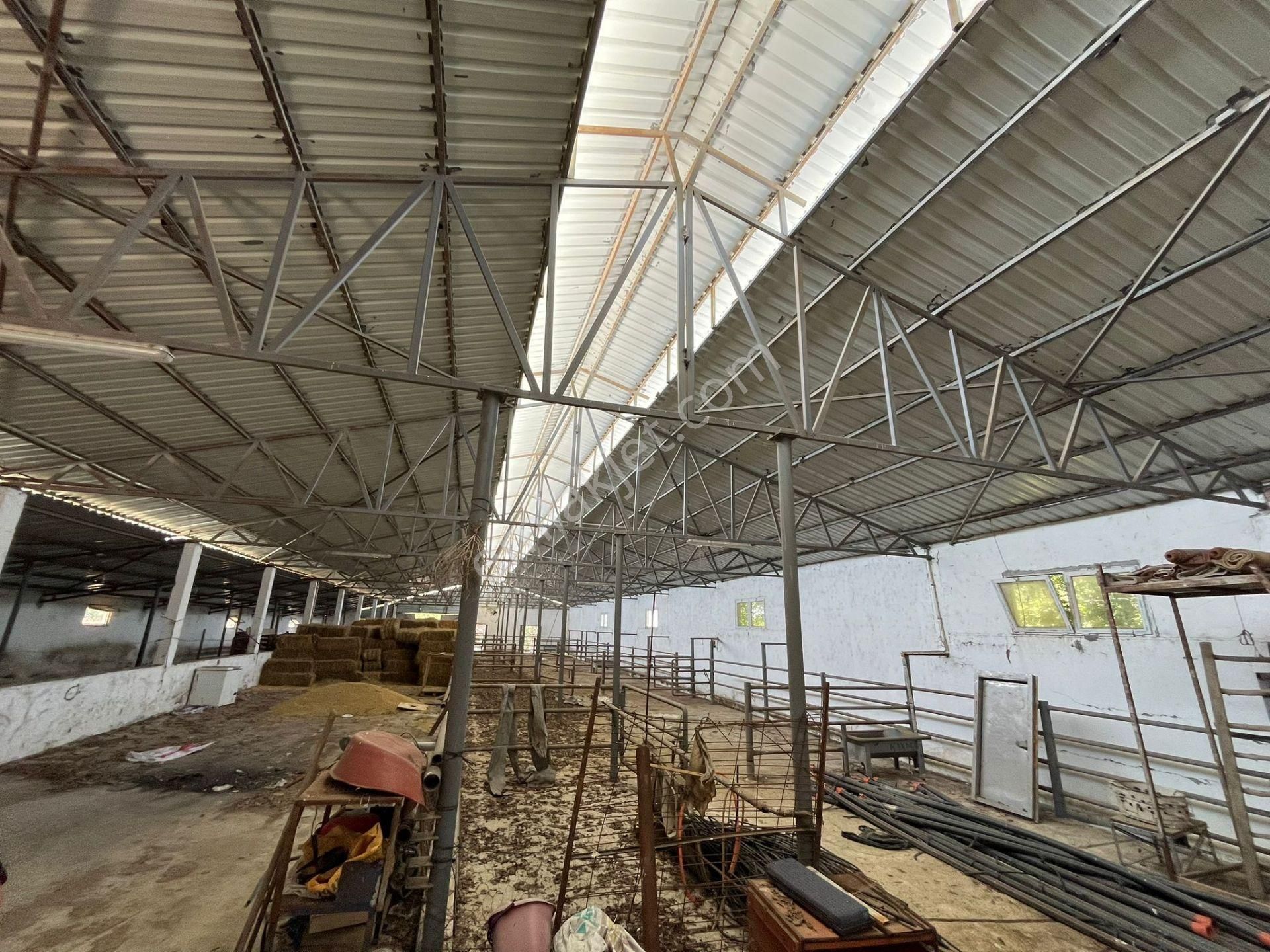 Gönen Koçbayır Mah. 70 Dönüm Satılık Büyük Baş Çiftliği - Görsel 14