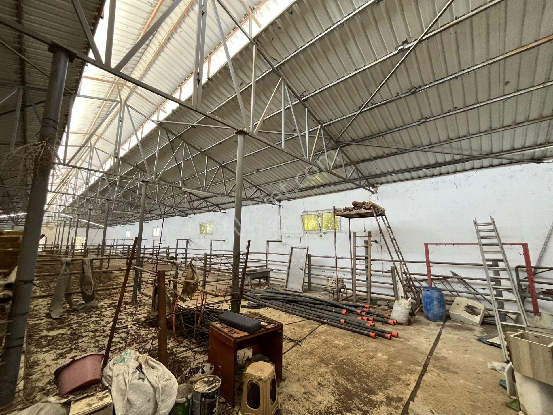 Gönen Koçbayır Mah. 70 Dönüm Satılık Büyük Baş Çiftliği - Görsel 15