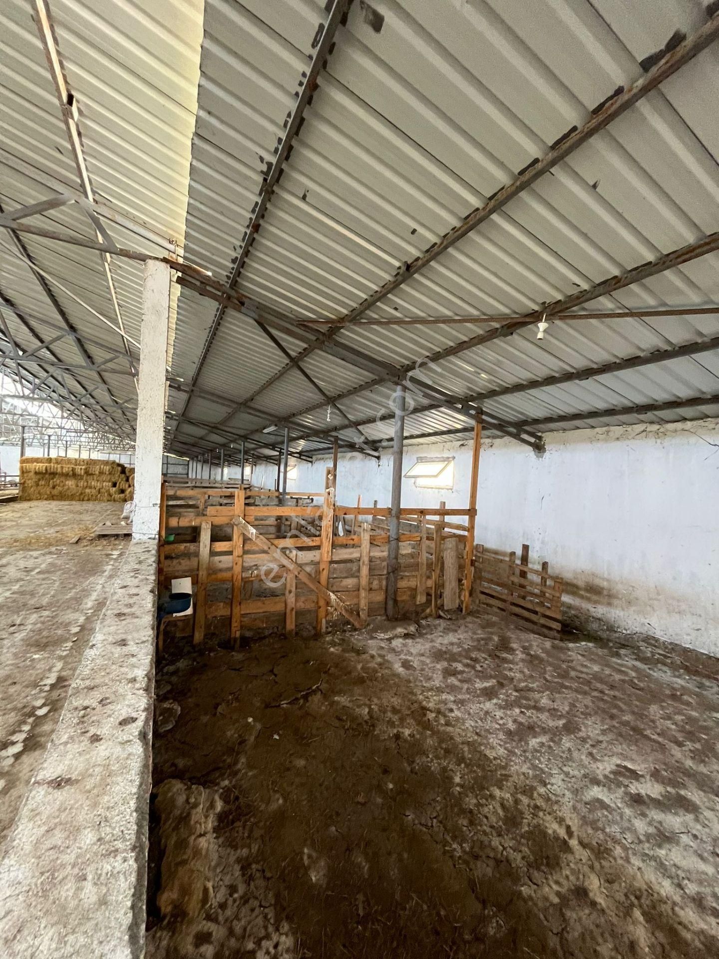 Gönen Koçbayır Mah. 70 Dönüm Satılık Büyük Baş Çiftliği - Görsel 5