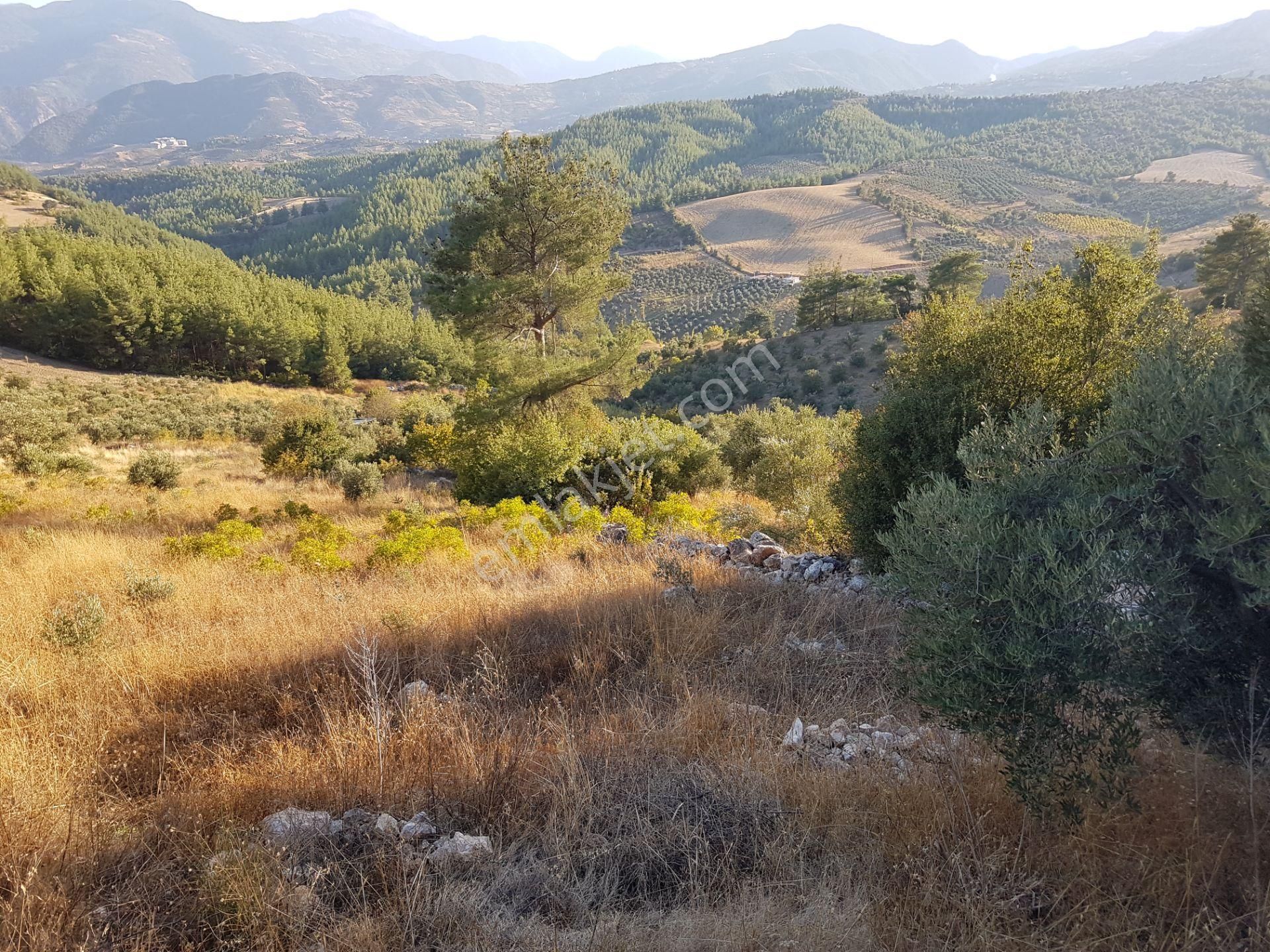 Onikişubat Yenicekale Satılık Tarla Kahramanmaraş Onikişubat Yenicekale 5 Dönüm Tek Tapu Zeytinlik