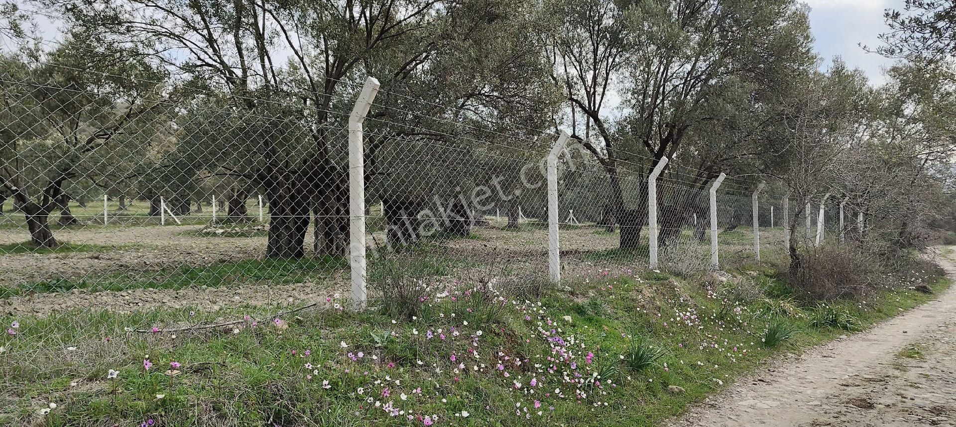 Platform Emlaktan Merkeze Yakın Kadastro Yolu Cepheli Zeytinlik - Görsel 6