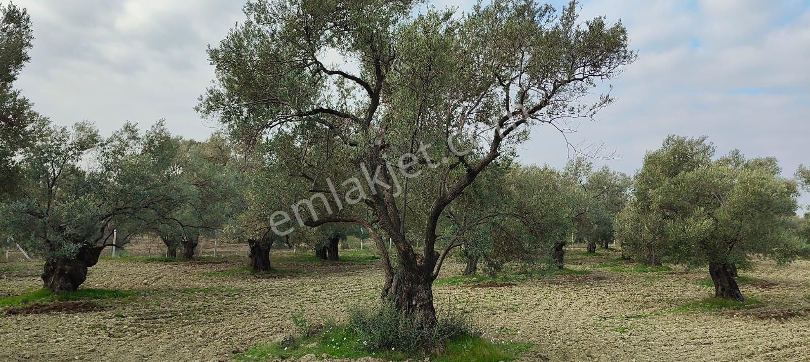 Platform Emlaktan Merkeze Yakın Kadastro Yolu Cepheli Zeytinlik - Görsel 10