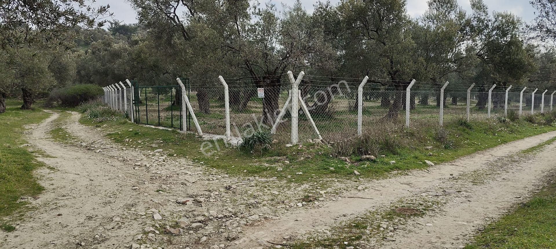 Platform Emlaktan Merkeze Yakın Kadastro Yolu Cepheli Zeytinlik - Görsel 2
