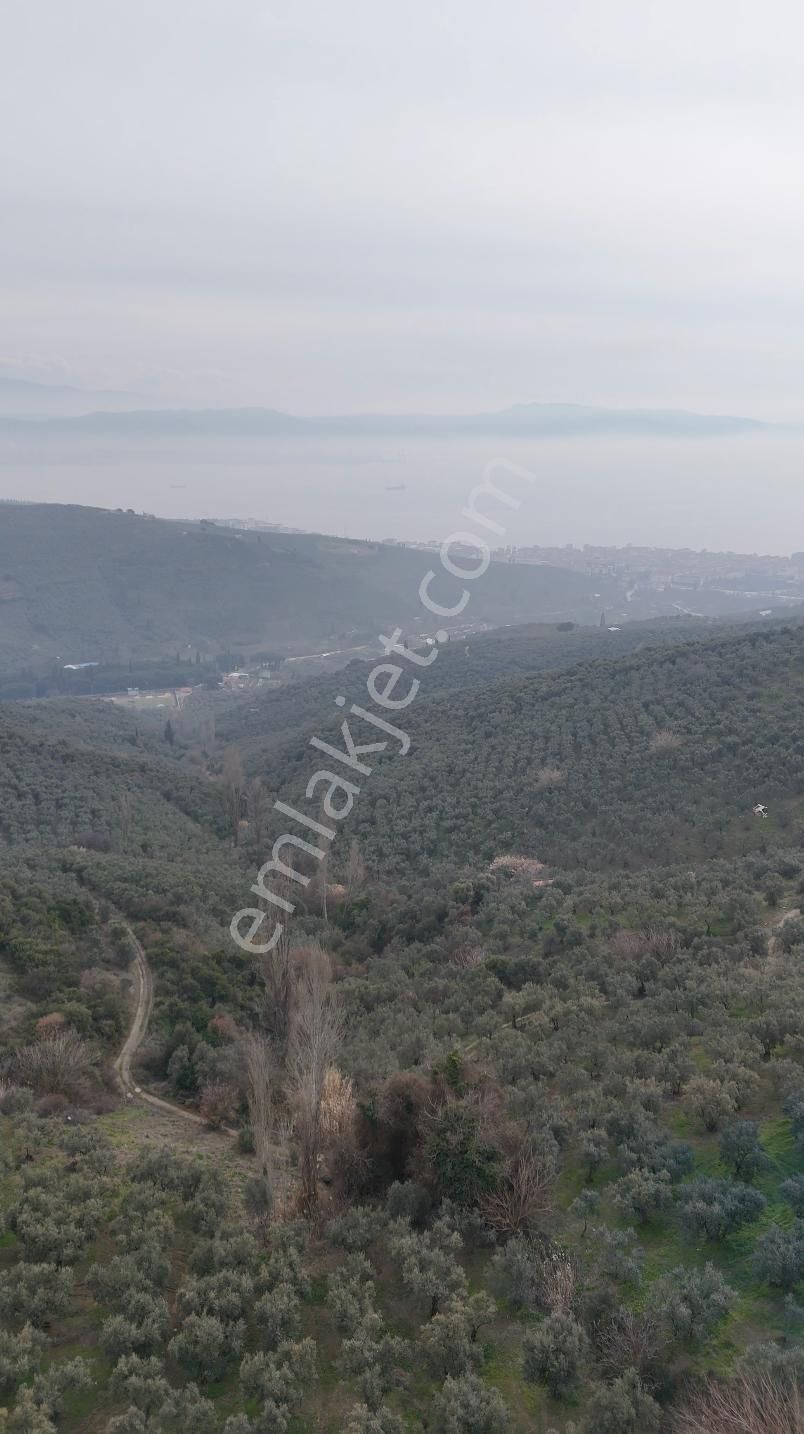 Kumla Konak Emlak;tan Satılık Zeytinlik - Görsel 2