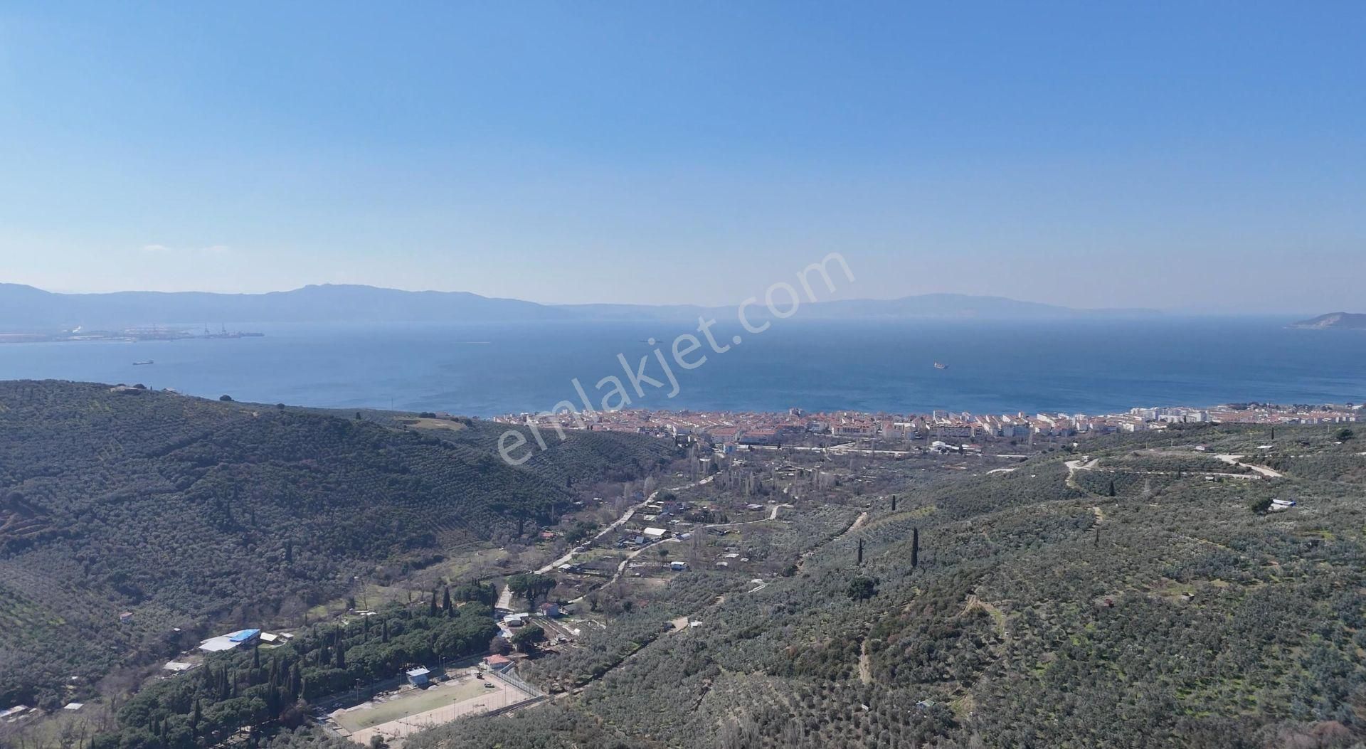 Kumla Konak Emlak;tan Satılık Zeytinlik - Görsel 3