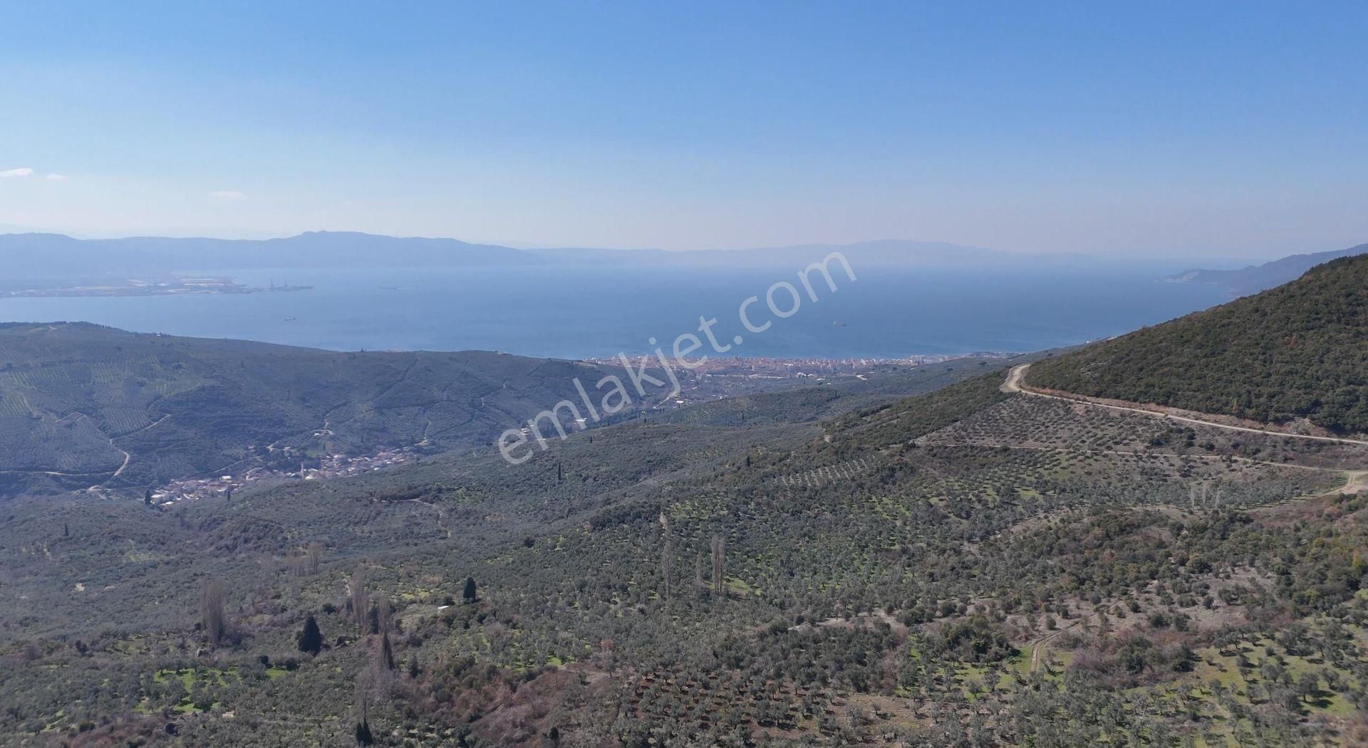 Kumla Konak Emlak;tan Satılık Zeytinlik - Görsel 2