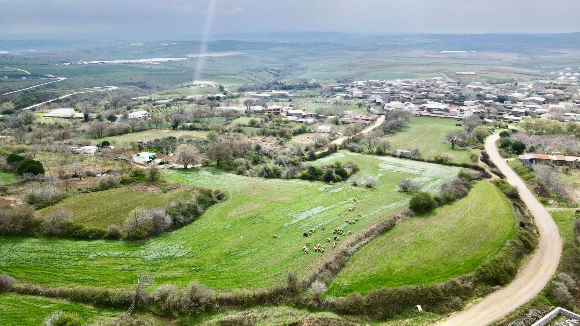 Bandırma Erikli Satılık Tarla Bandırma Erikli Mahallesinde 1808 M² Satılık Arazi