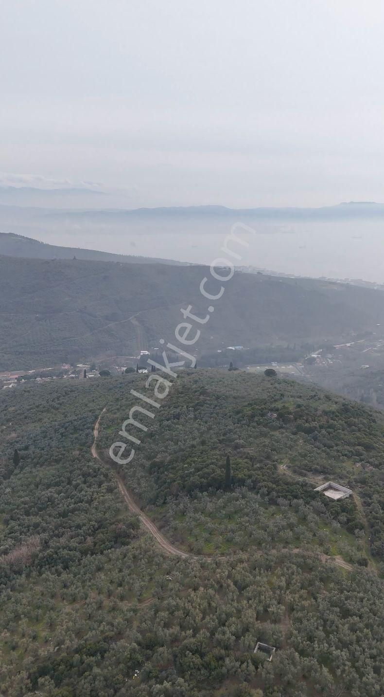 Kumla Konak Emlak;tan Satılık Zeytinlik - Görsel 3