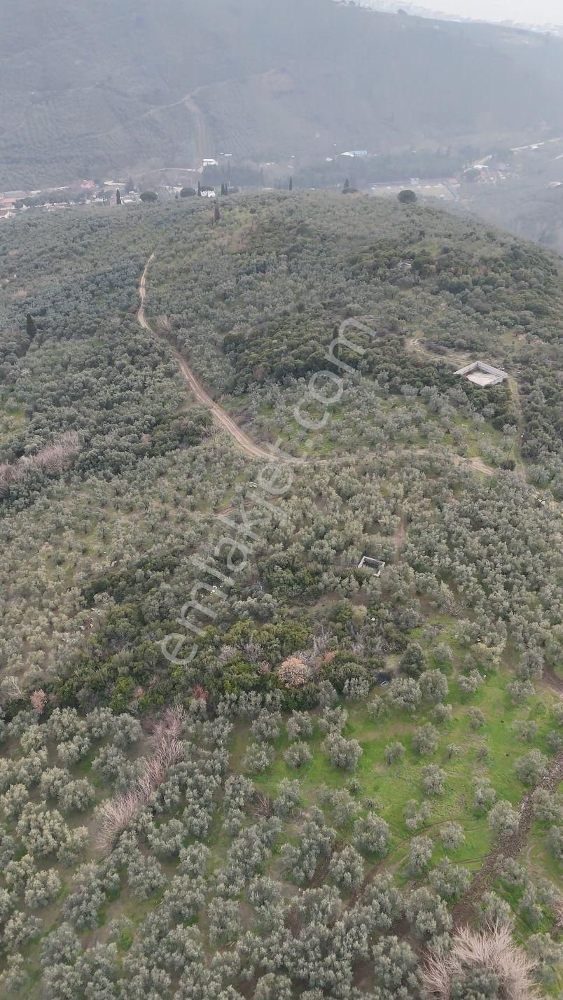 Kumla Konak Emlak;tan Satılık Zeytinlik - Görsel 2