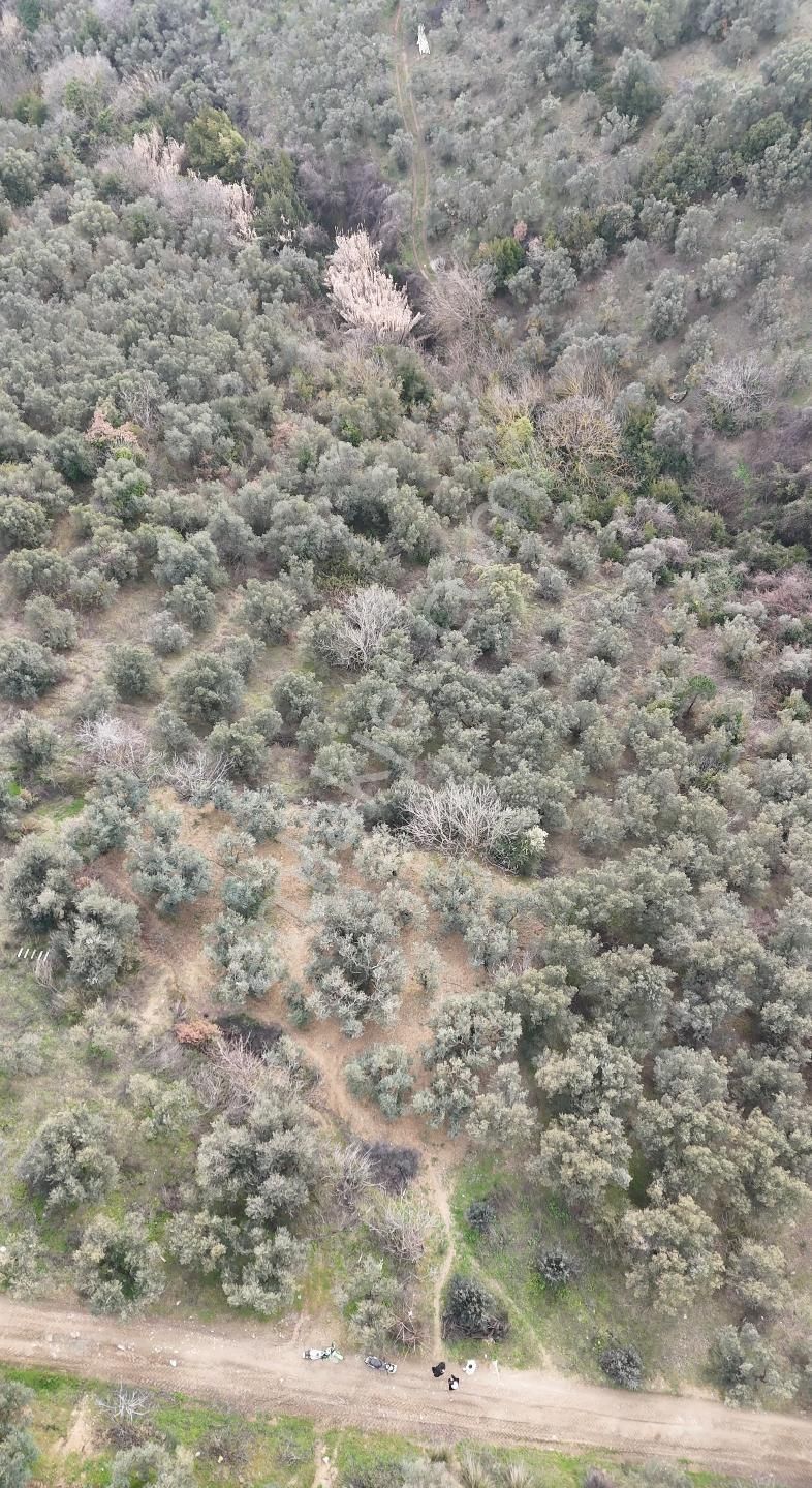 Kumla Konak Emlak;tan Satılık Zeytinlik - Görsel 3