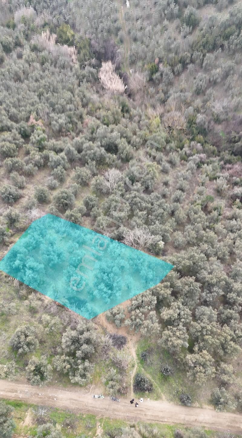 Kumla Konak Emlak;tan Satılık Zeytinlik - Görsel 2