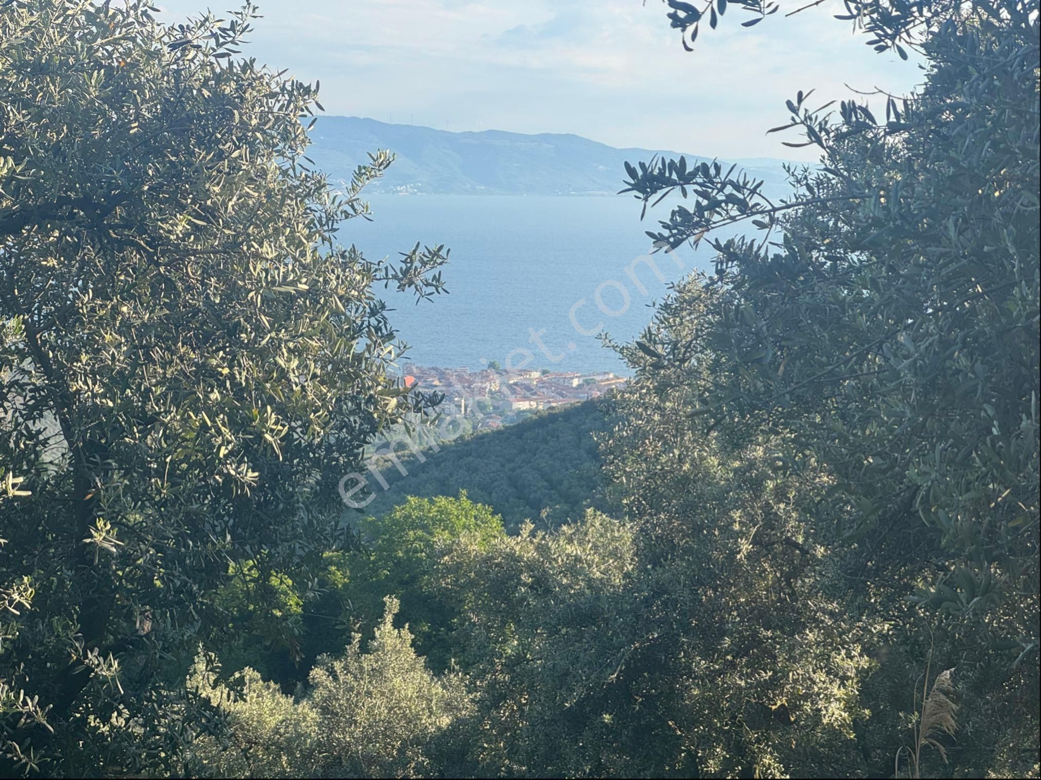 Kumla Konak Emlak;tan Satılık Zeytinlik - Görsel 3