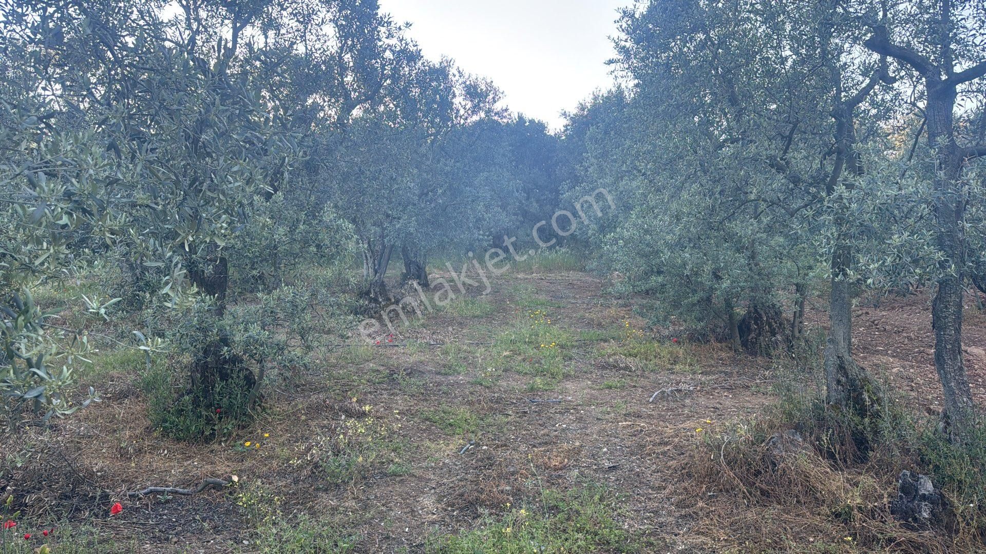 Kumla Konak Emlak;tan Satılık Zeytinlik - Görsel 10