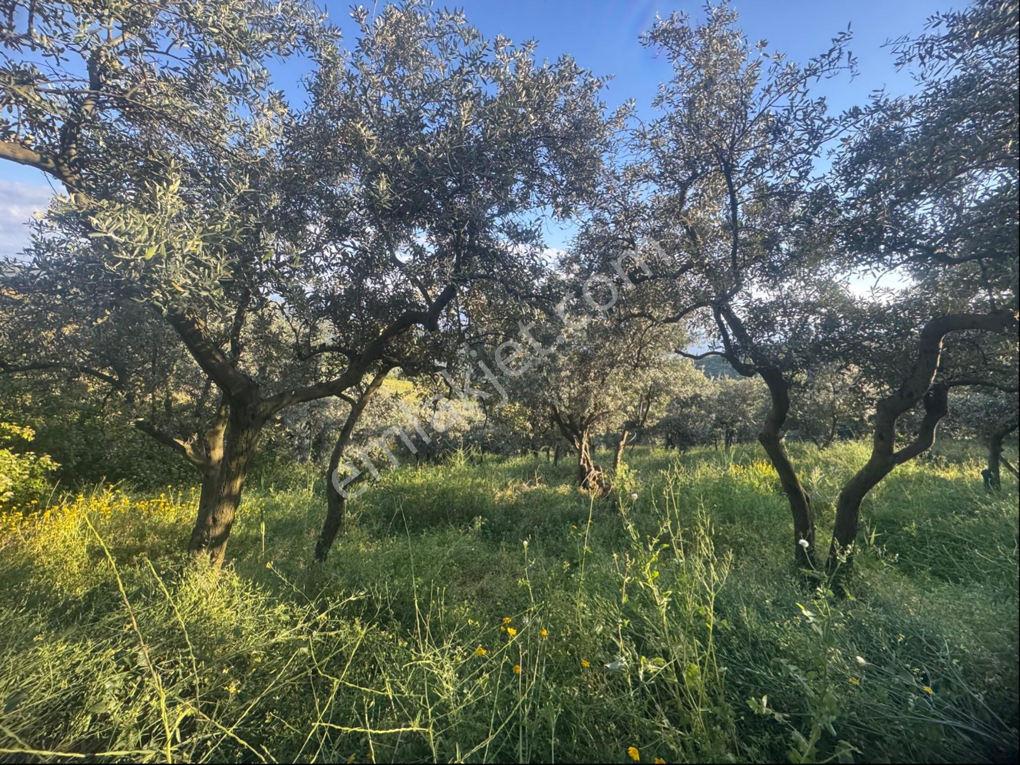 Kumla Konak Emlak;tan Satılık Zeytinlik - Görsel 5