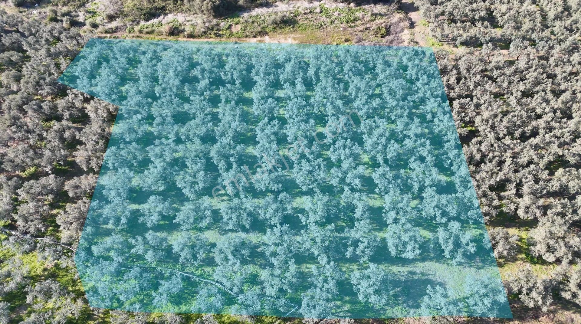 Kumla Konak Emlak;tan Satılık Zeytinlik - Görsel 2