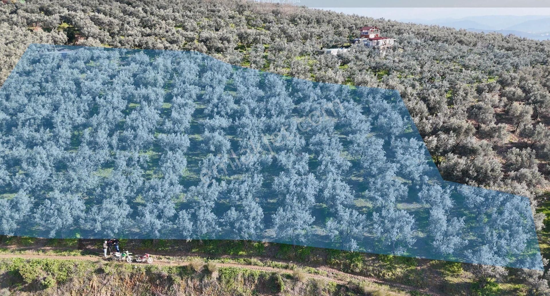 Kumla Konak Emlak;tan Satılık Zeytinlik - Görsel 3