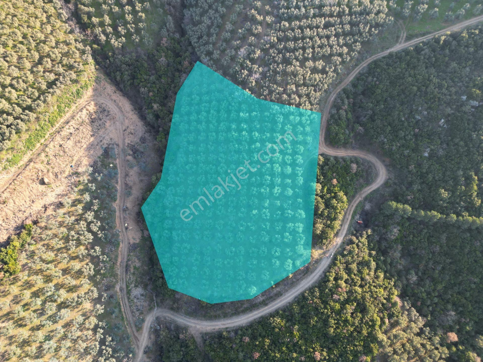 Kumla Konak Emlak;tan Satılık Zeytinlik - Görsel 3