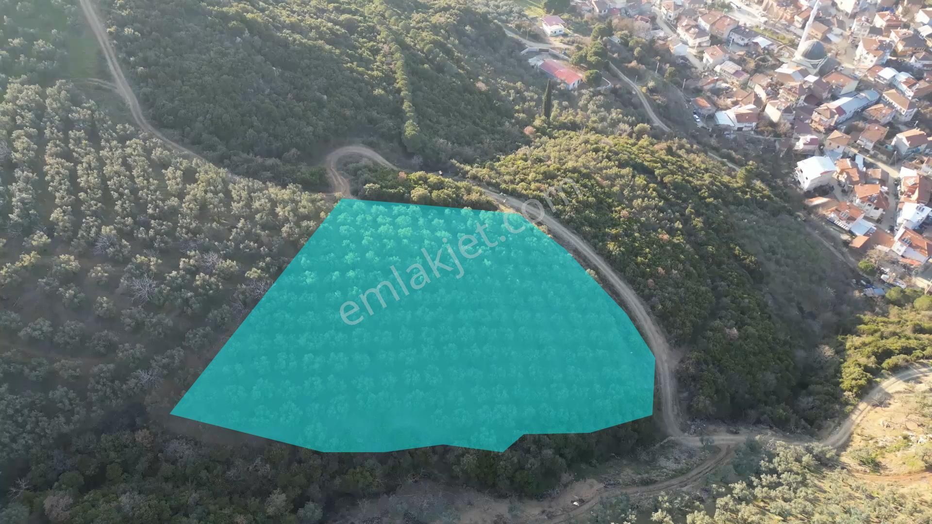 Kumla Konak Emlak;tan Satılık Zeytinlik - Görsel 2