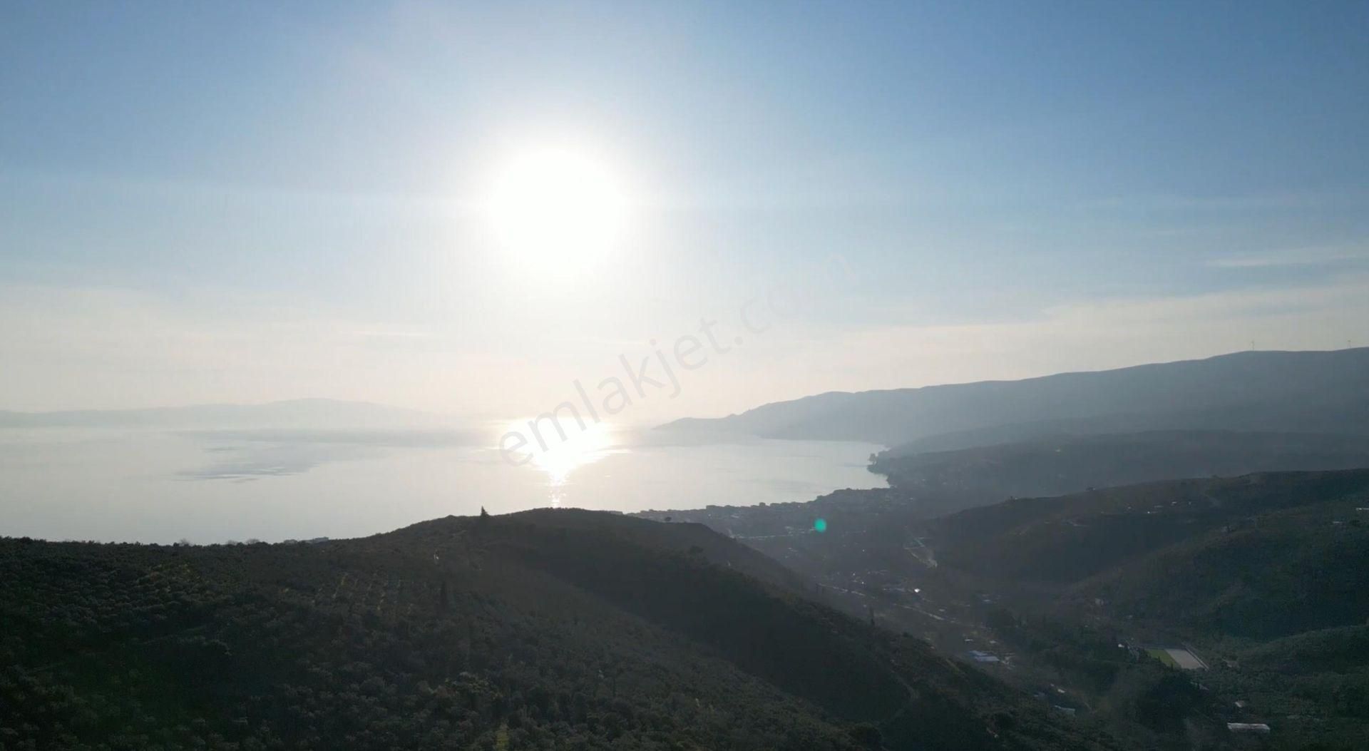 Kumla Konak Emlak;tan Satılık Zeytinlik - Görsel 4