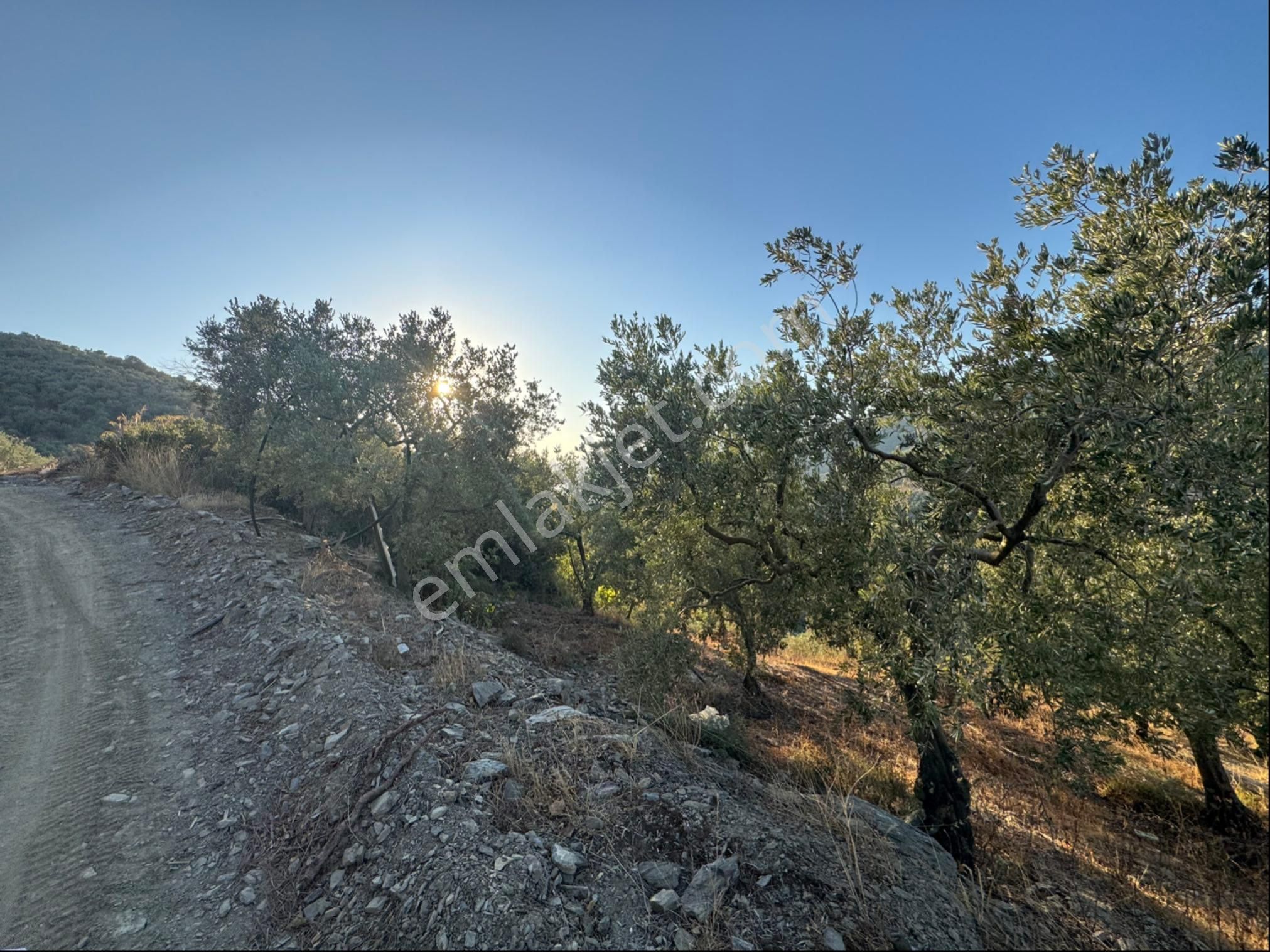 Kumla Konak Emlak;tan Satılık Zeytinlik - Görsel 8