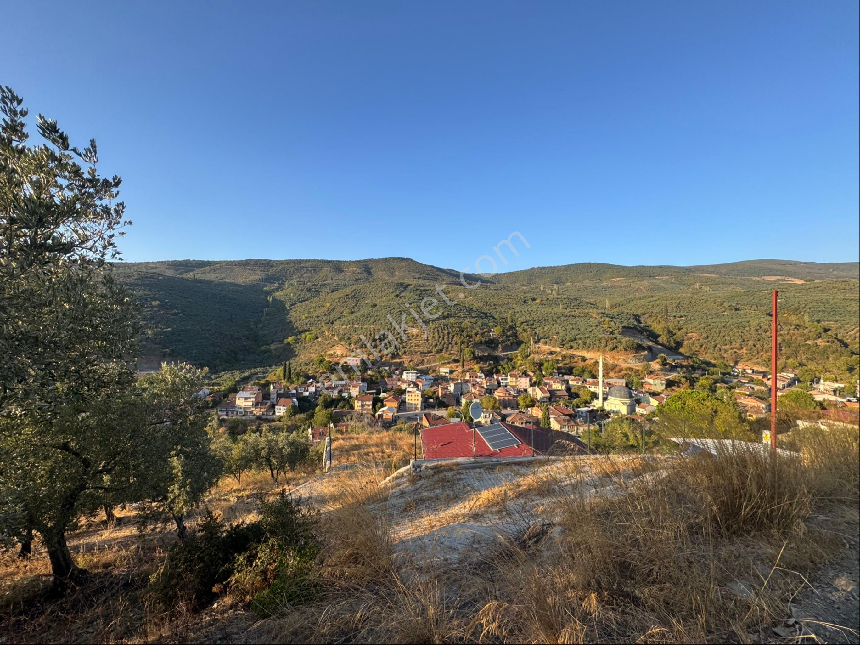 Kumla Konak Emlak;tan Satılık Zeytinlik - Görsel 12