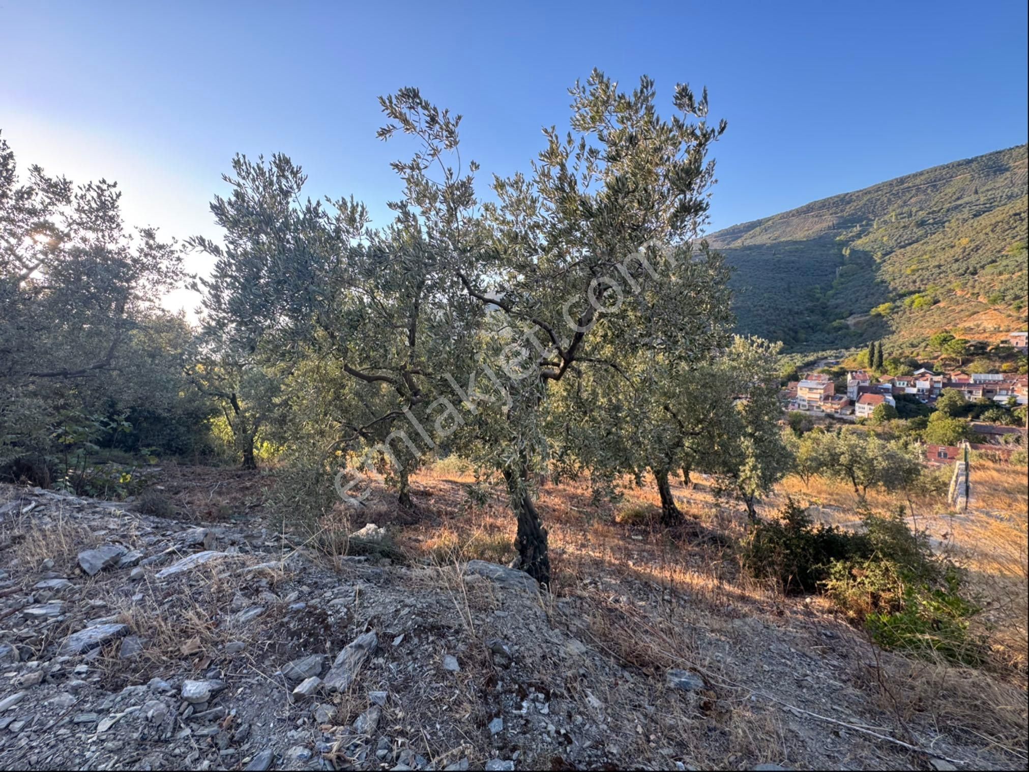 Kumla Konak Emlak;tan Satılık Zeytinlik - Görsel 9
