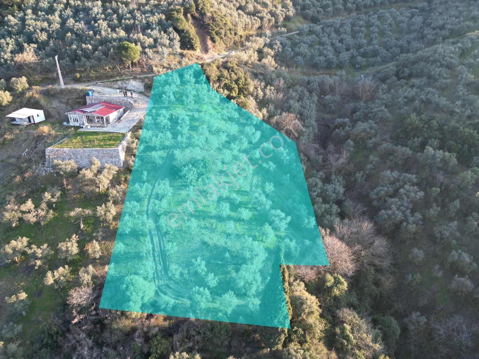 Kumla Konak Emlak;tan Satılık Zeytinlik - Görsel 11