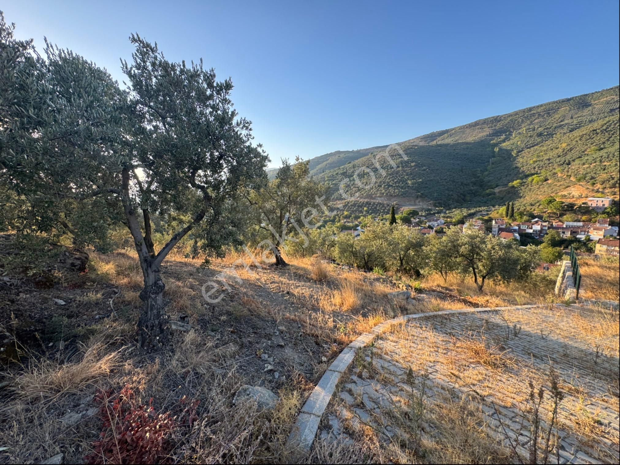 Kumla Konak Emlak;tan Satılık Zeytinlik - Görsel 3