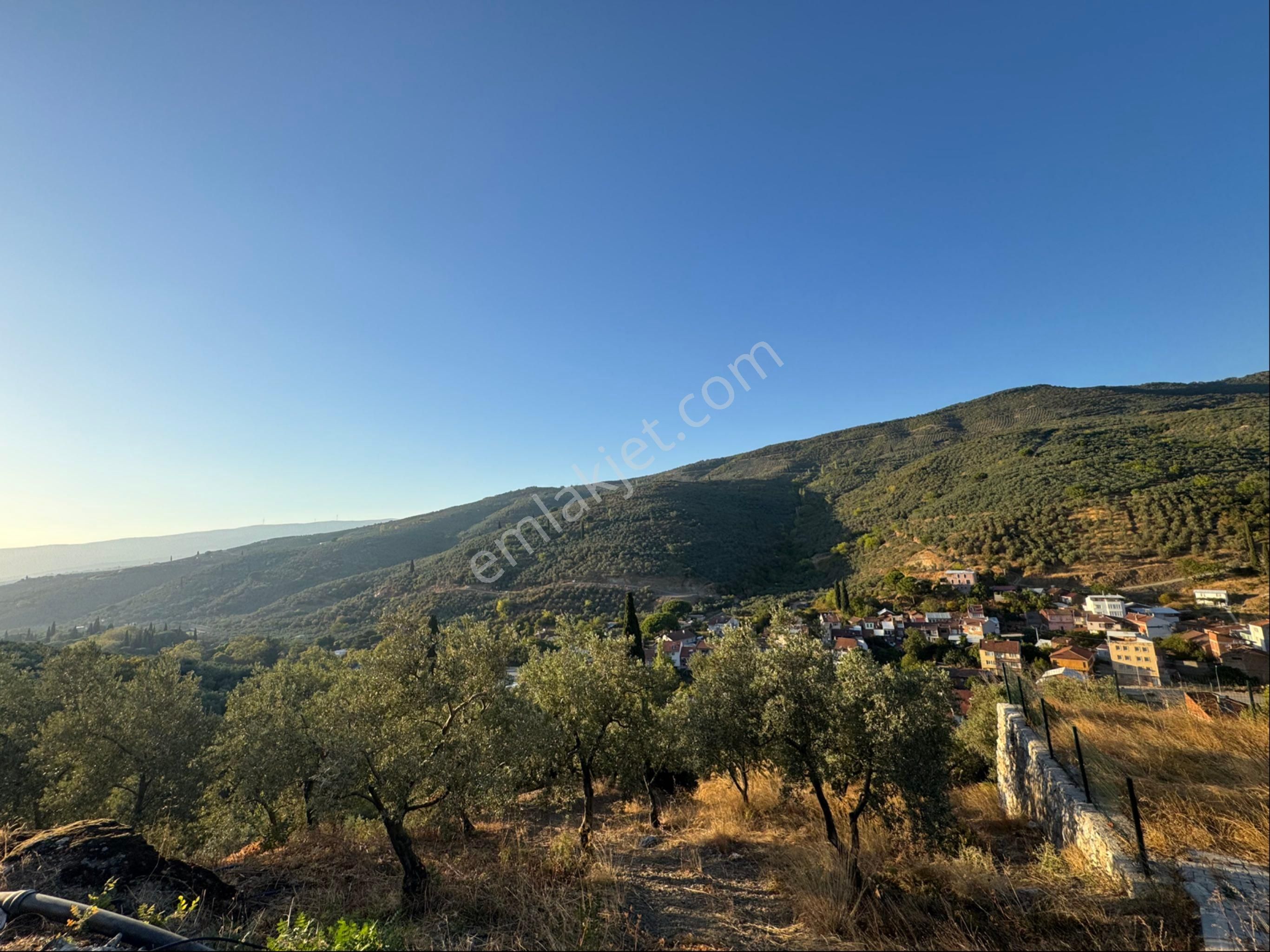 Kumla Konak Emlak;tan Satılık Zeytinlik - Görsel 7