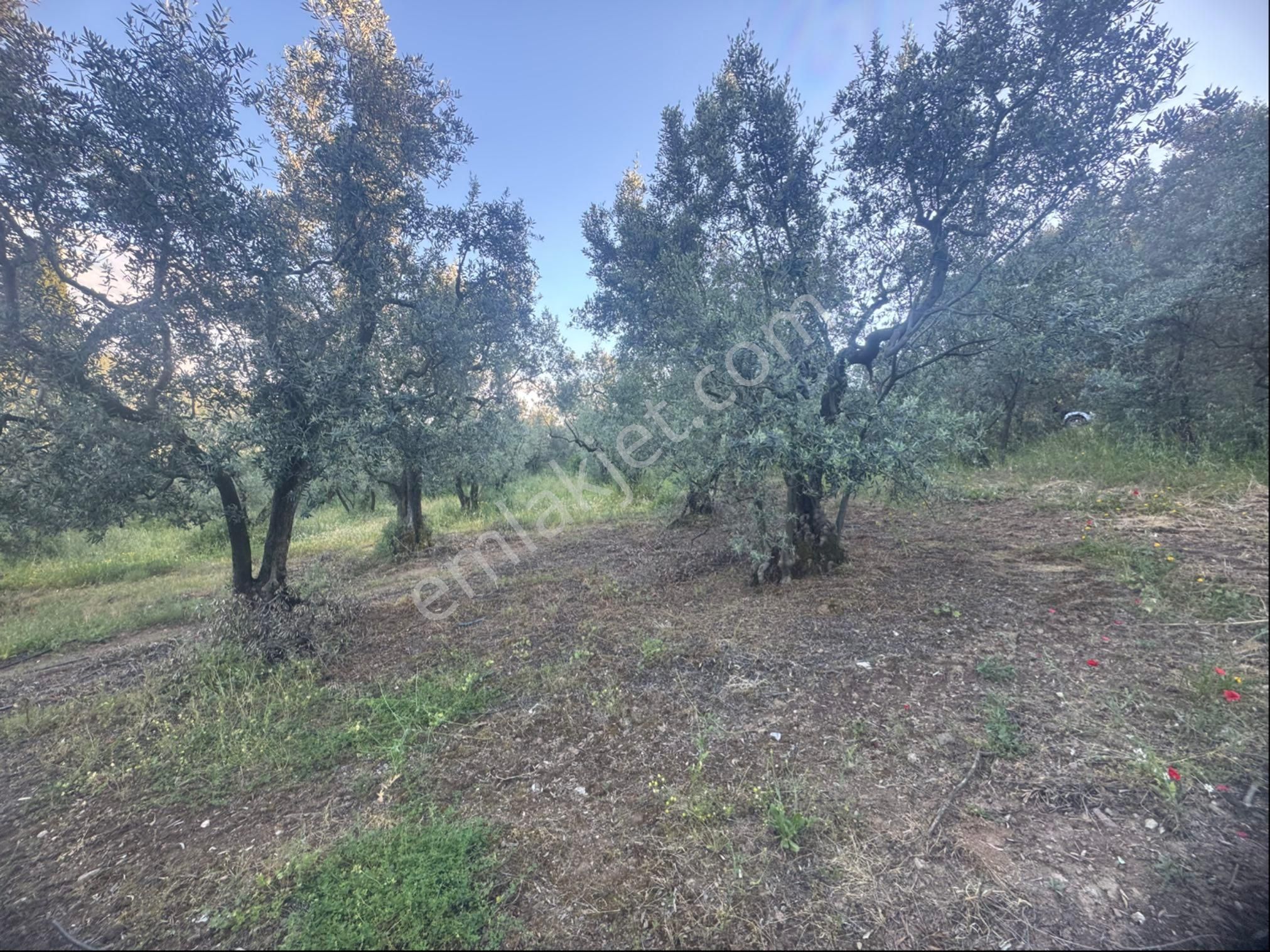 Kumla Konak Emlak;tan Satılık Zeytinlik - Görsel 2