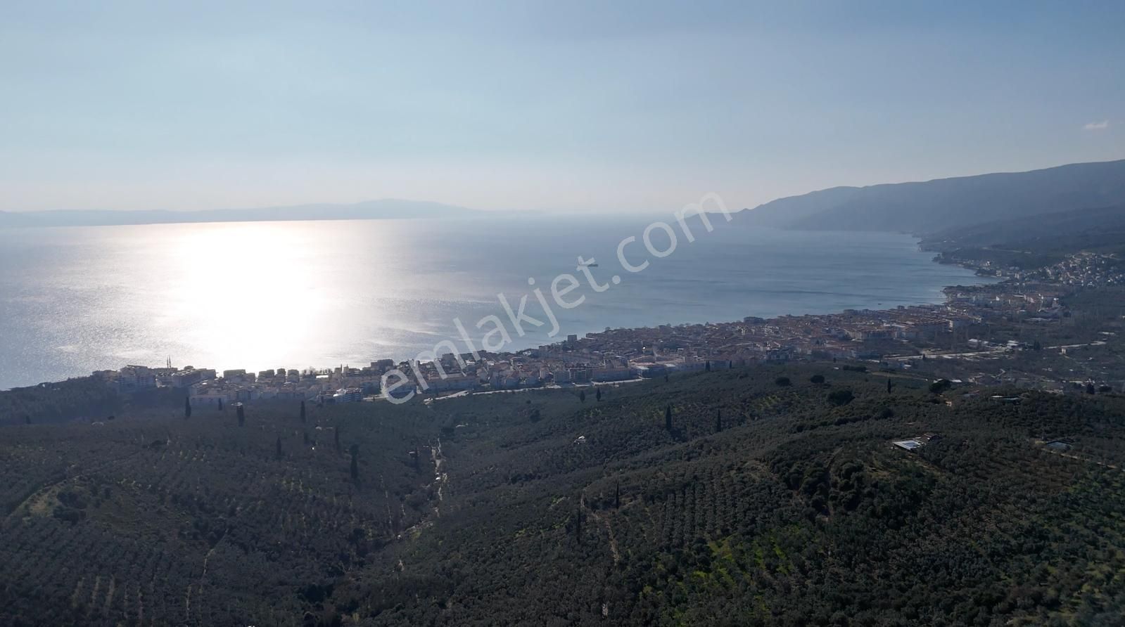 Kumla Konak Emlak;tan Satılık Zeytinlik - Görsel 3