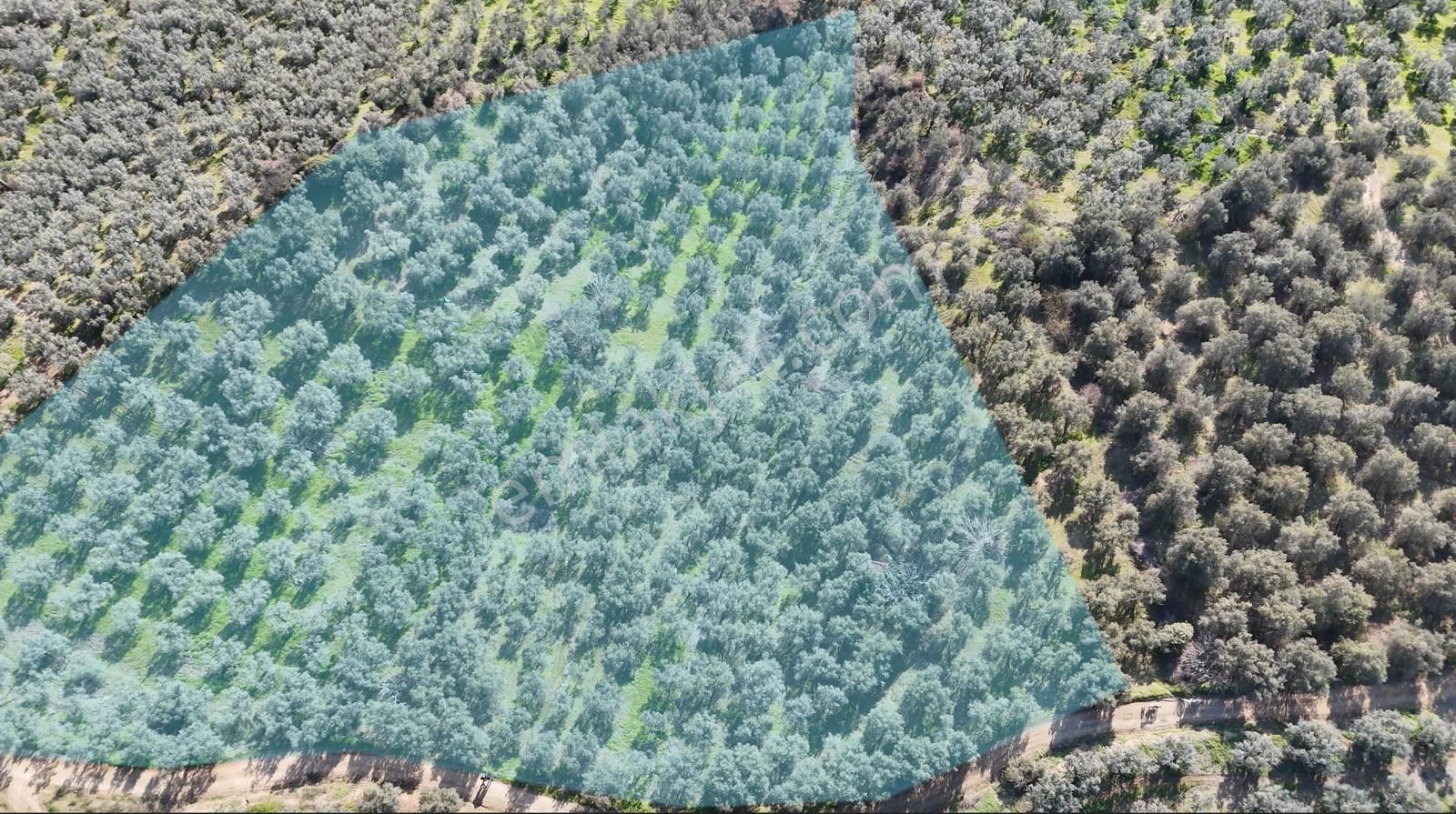 Kumla Konak Emlak;tan Satılık Zeytinlik - Görsel 2