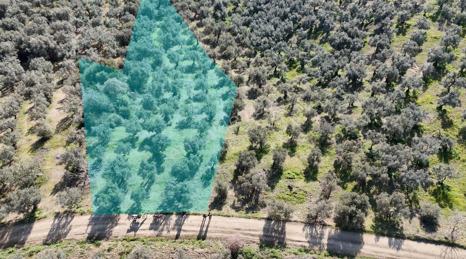 Kumla Konak Emlak;tan Satılık Zeytinlik - Görsel 3