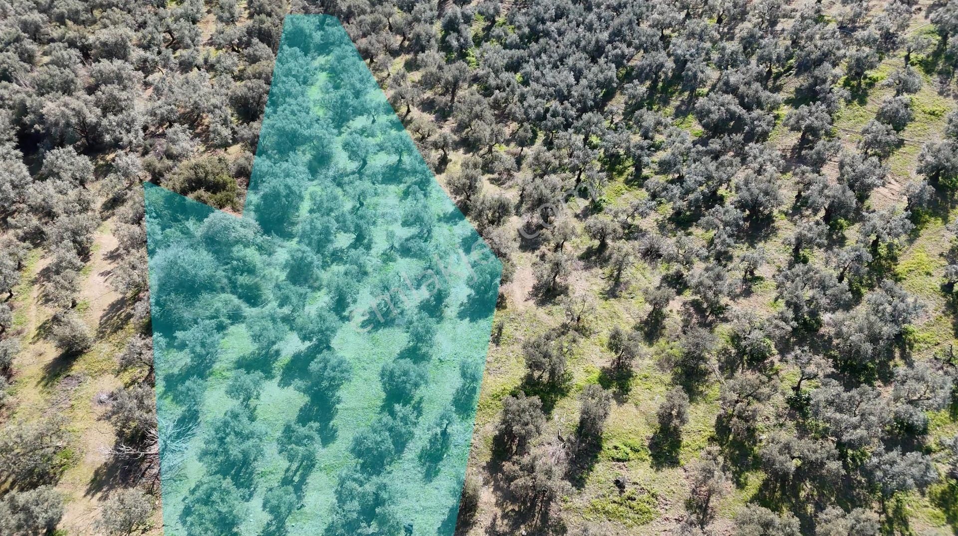 Kumla Konak Emlak;tan Satılık Zeytinlik - Görsel 2