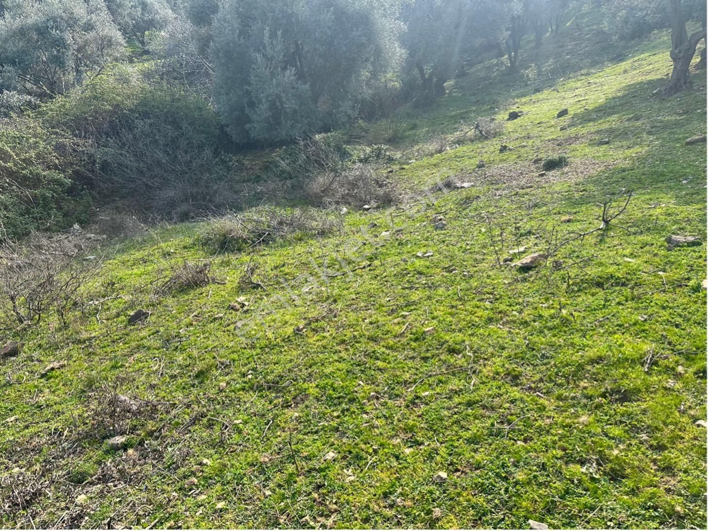 Kaya Termal Otel Yanı, Deniz Man. 4.507 M2 Yatırımlık Zeytinlik - Görsel 19